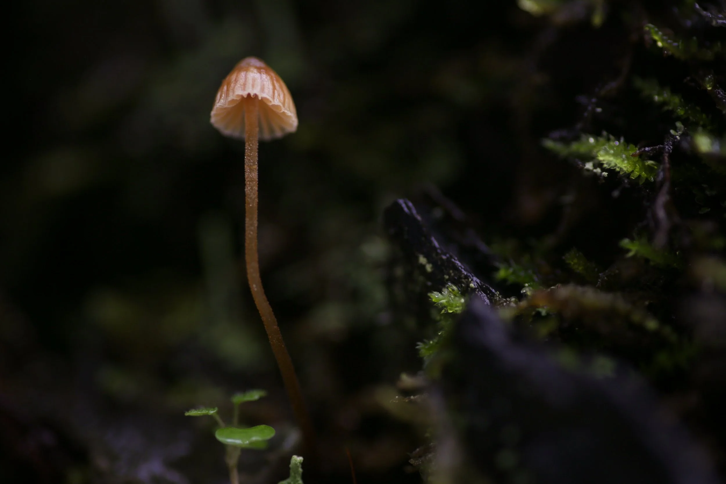 Fungi-3.jpg