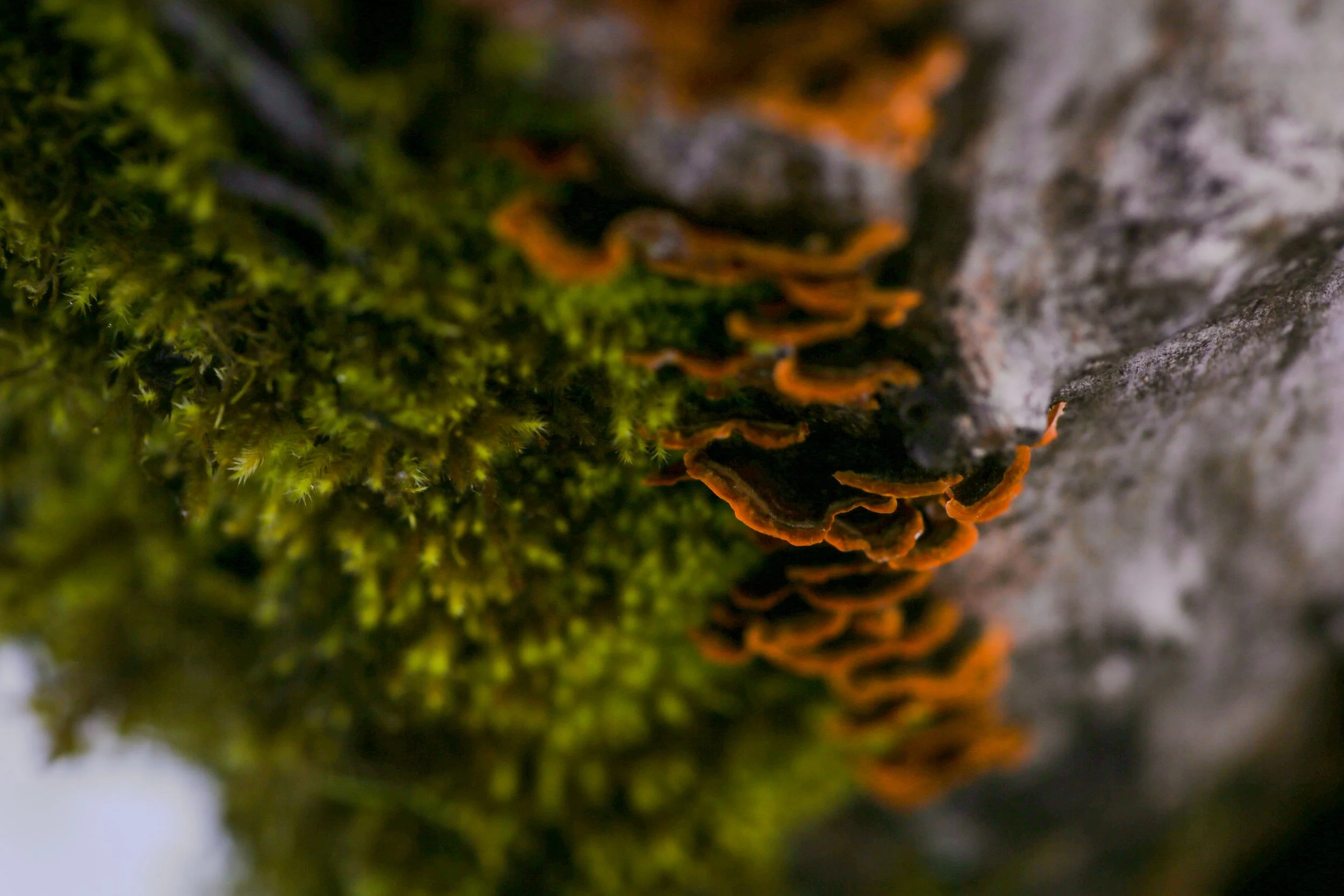 Fungi-1.jpg