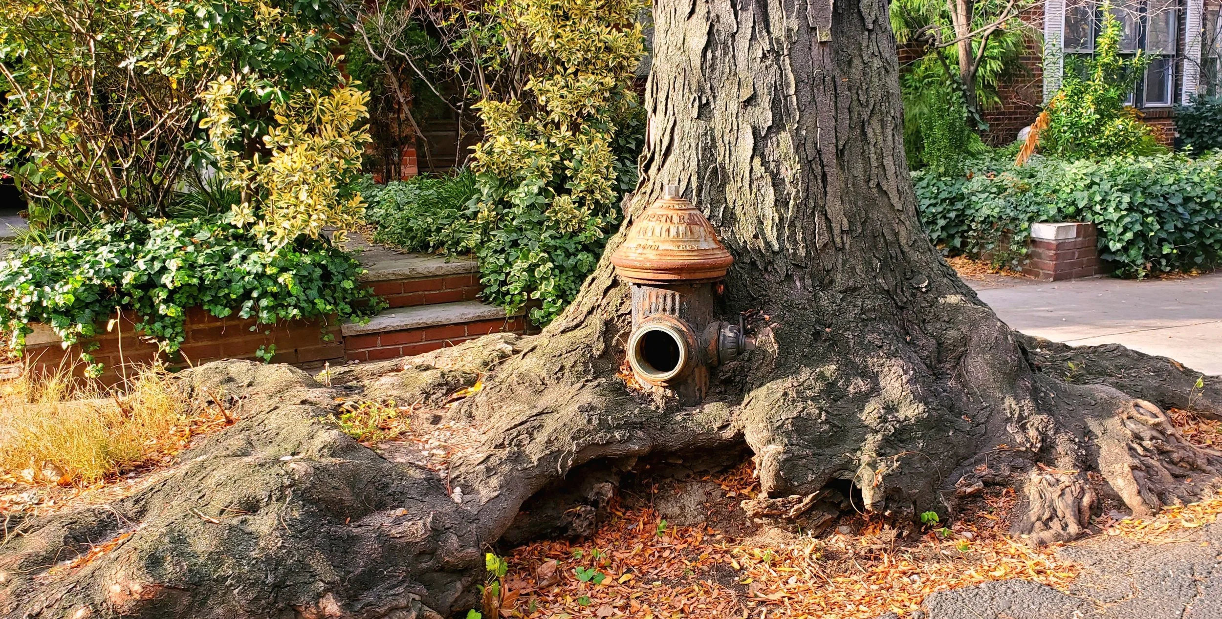 Tree Hugging Hydrant