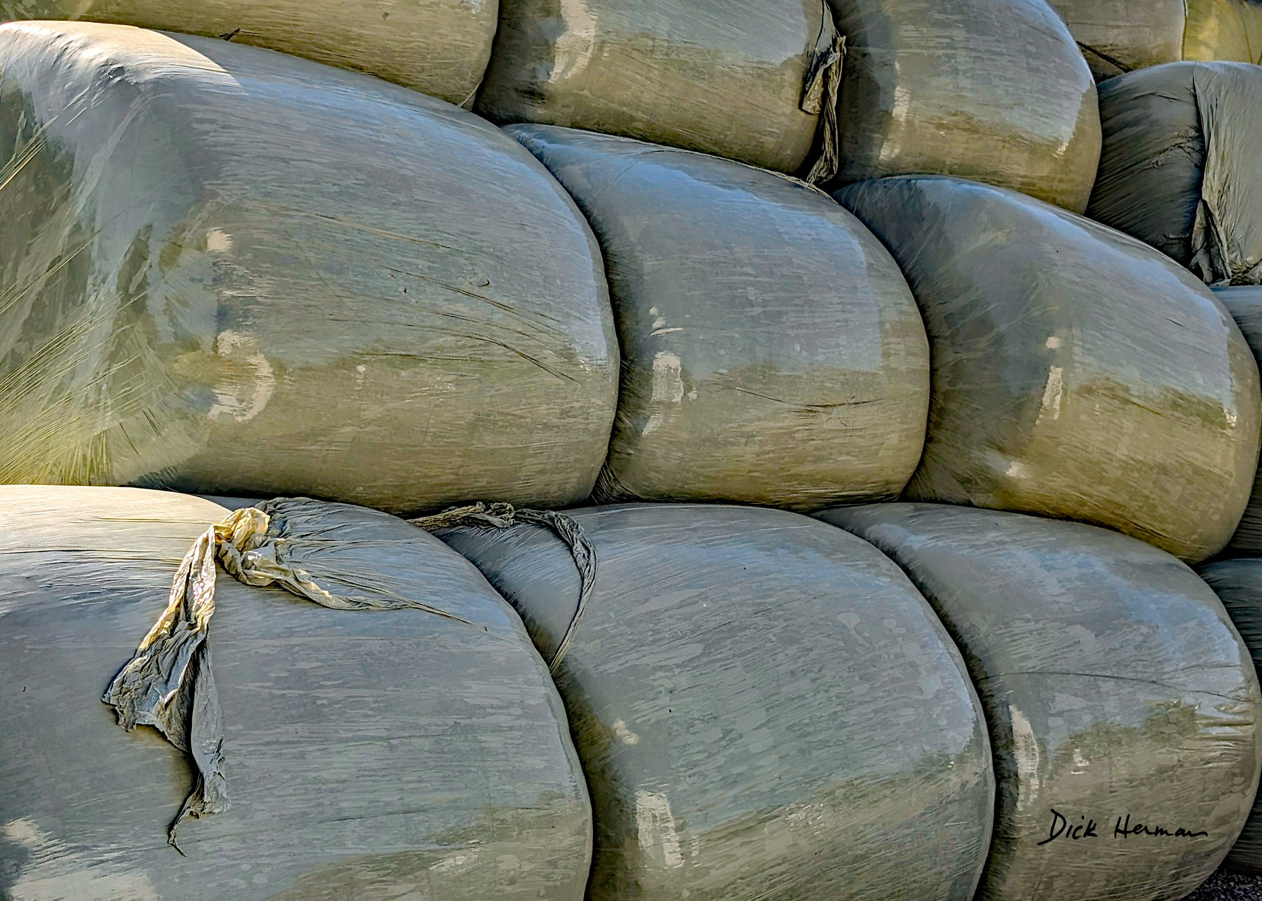Wrapped Bales of Hay