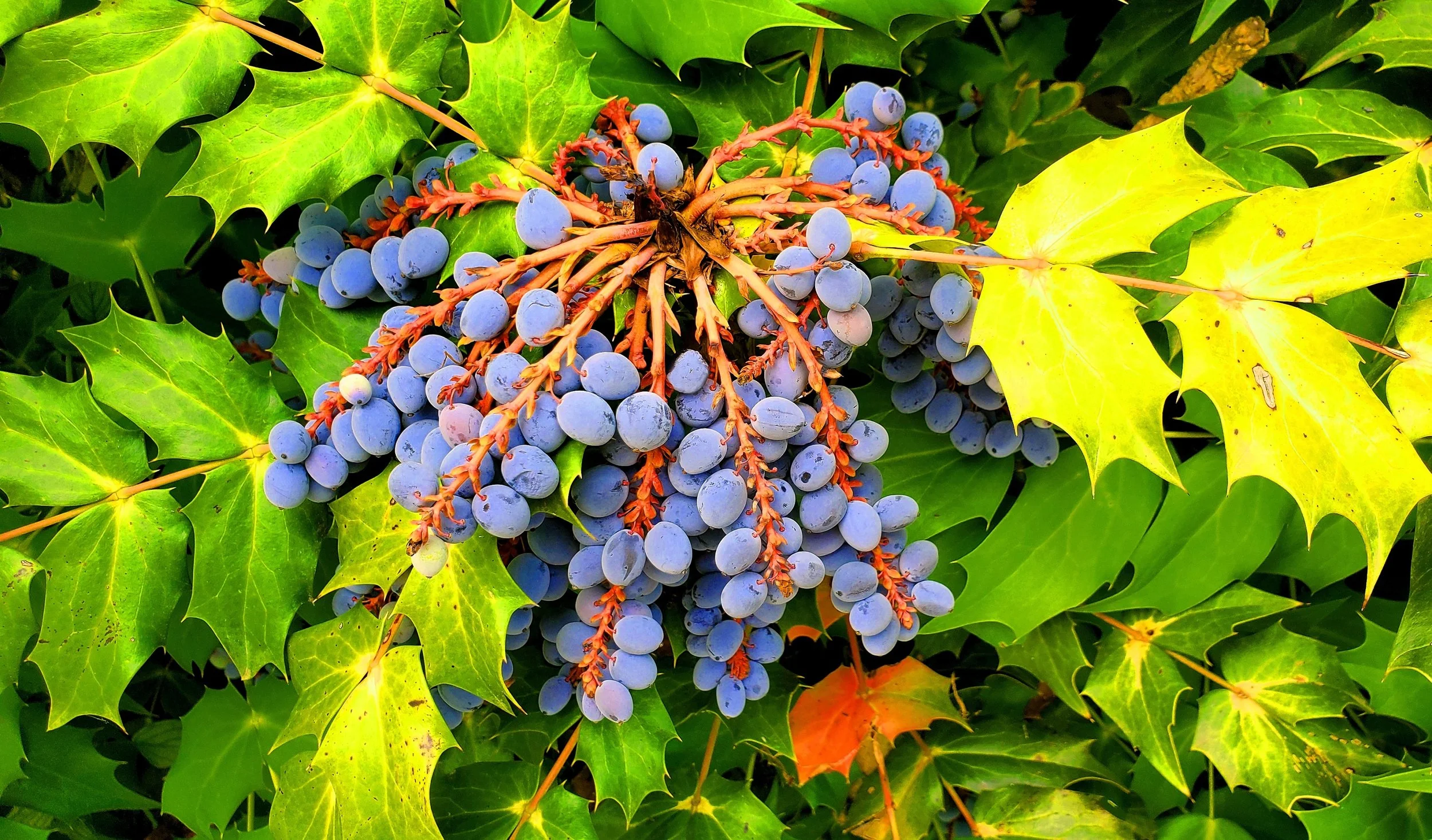 Grape Ivy Flowers taken in the village of Fallanden