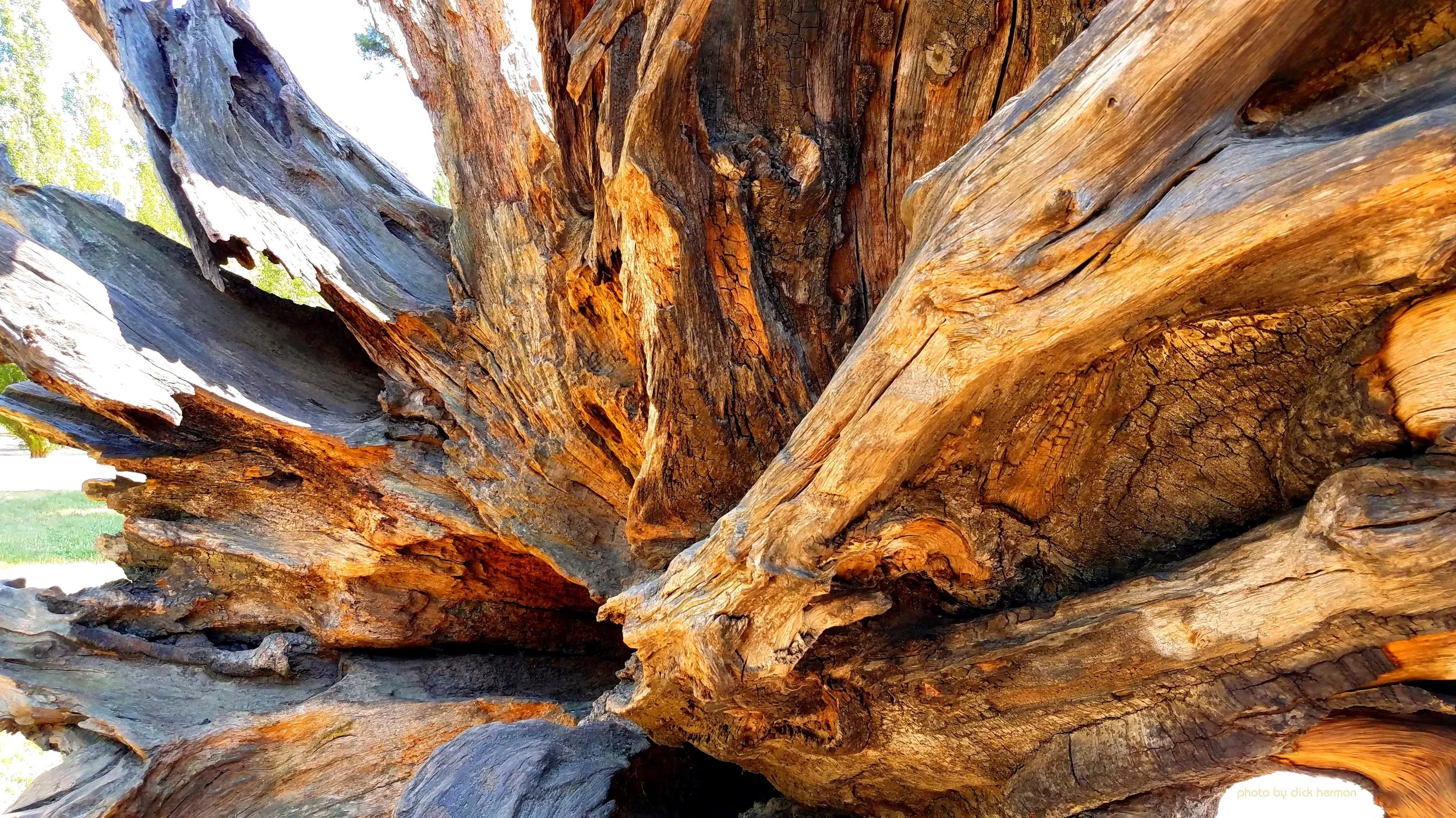 Tree Root at Luxembourg Gardens, Paris