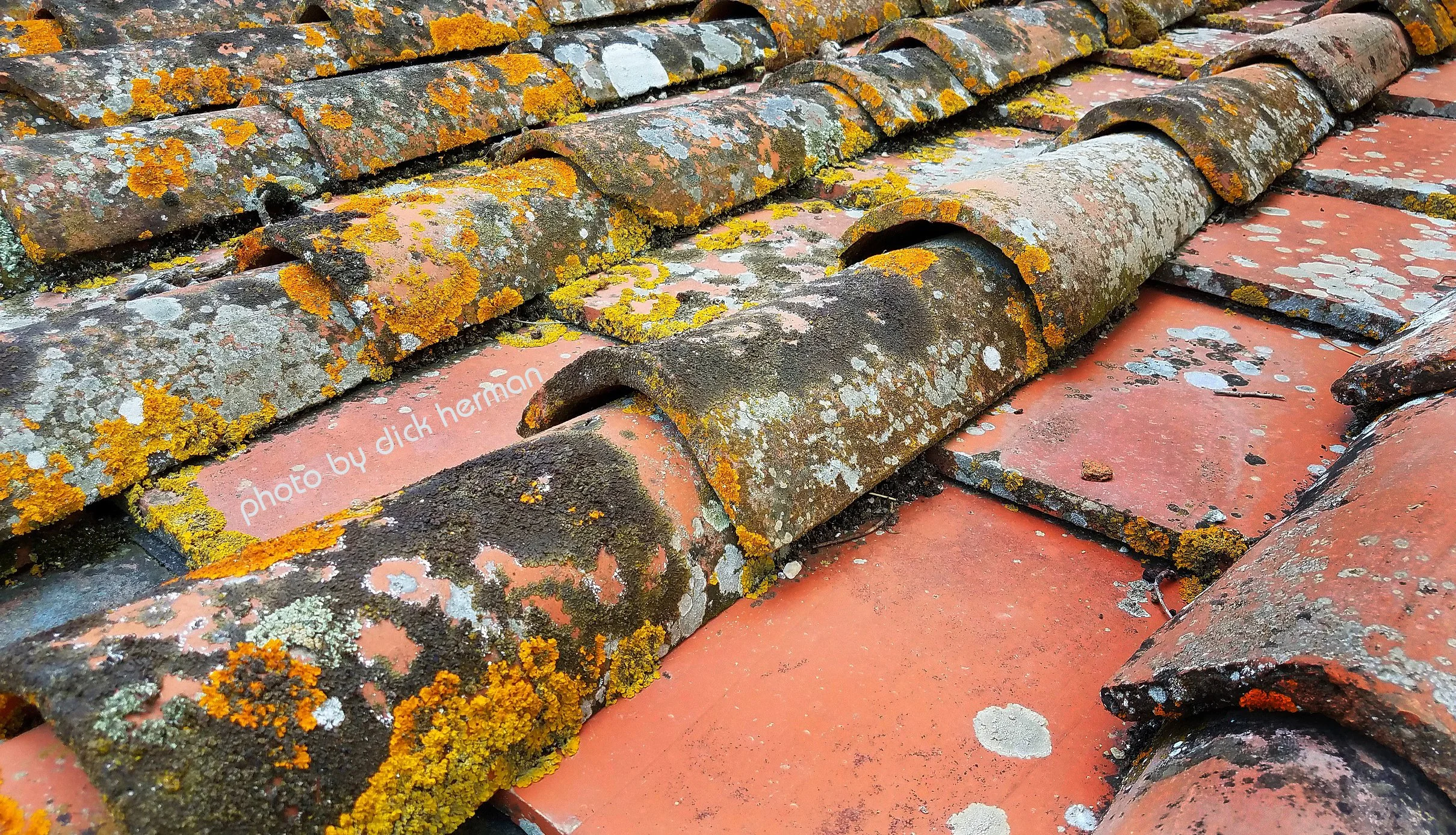 Terracotta Shingles