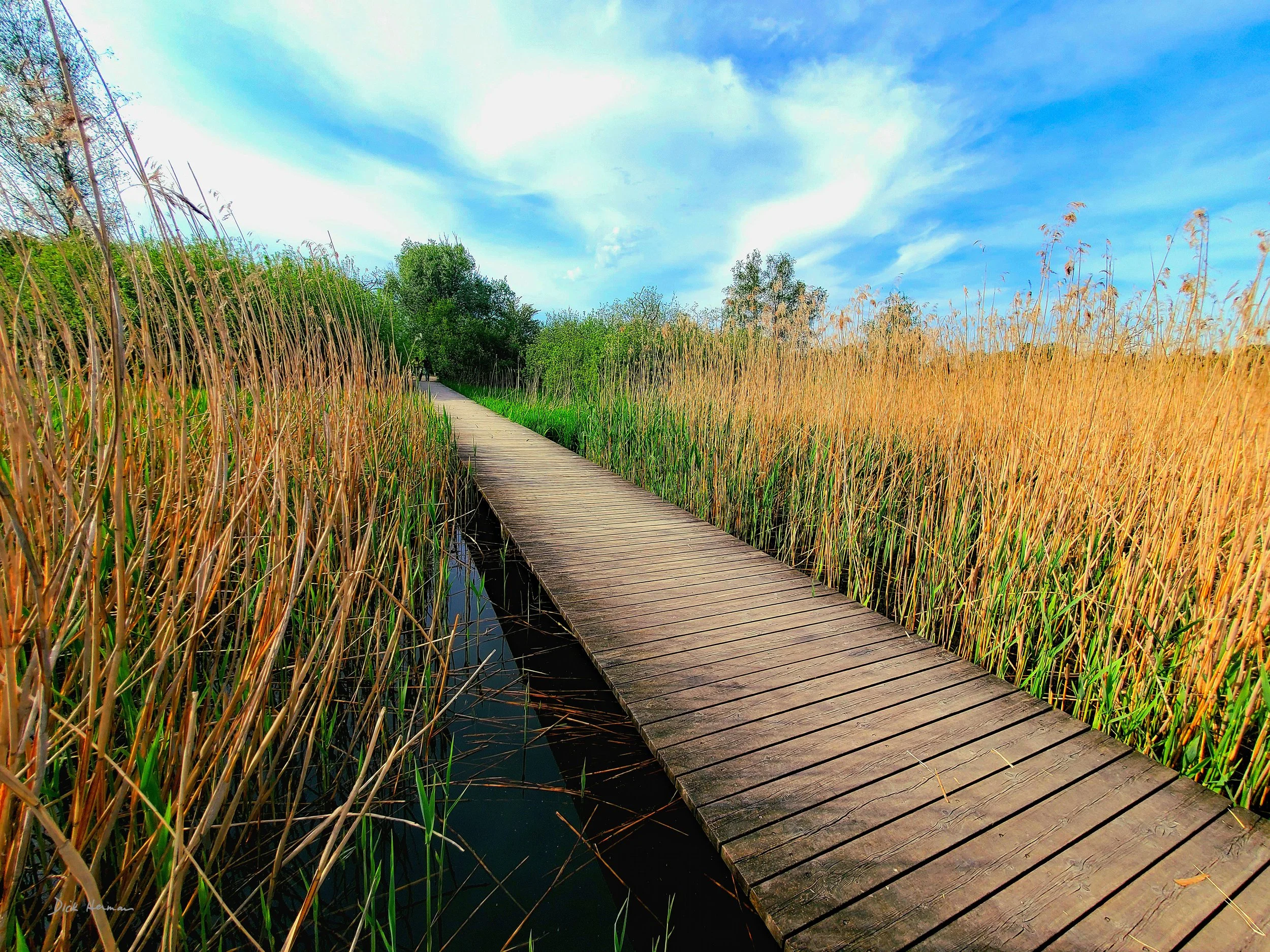 Path Through the Swamp