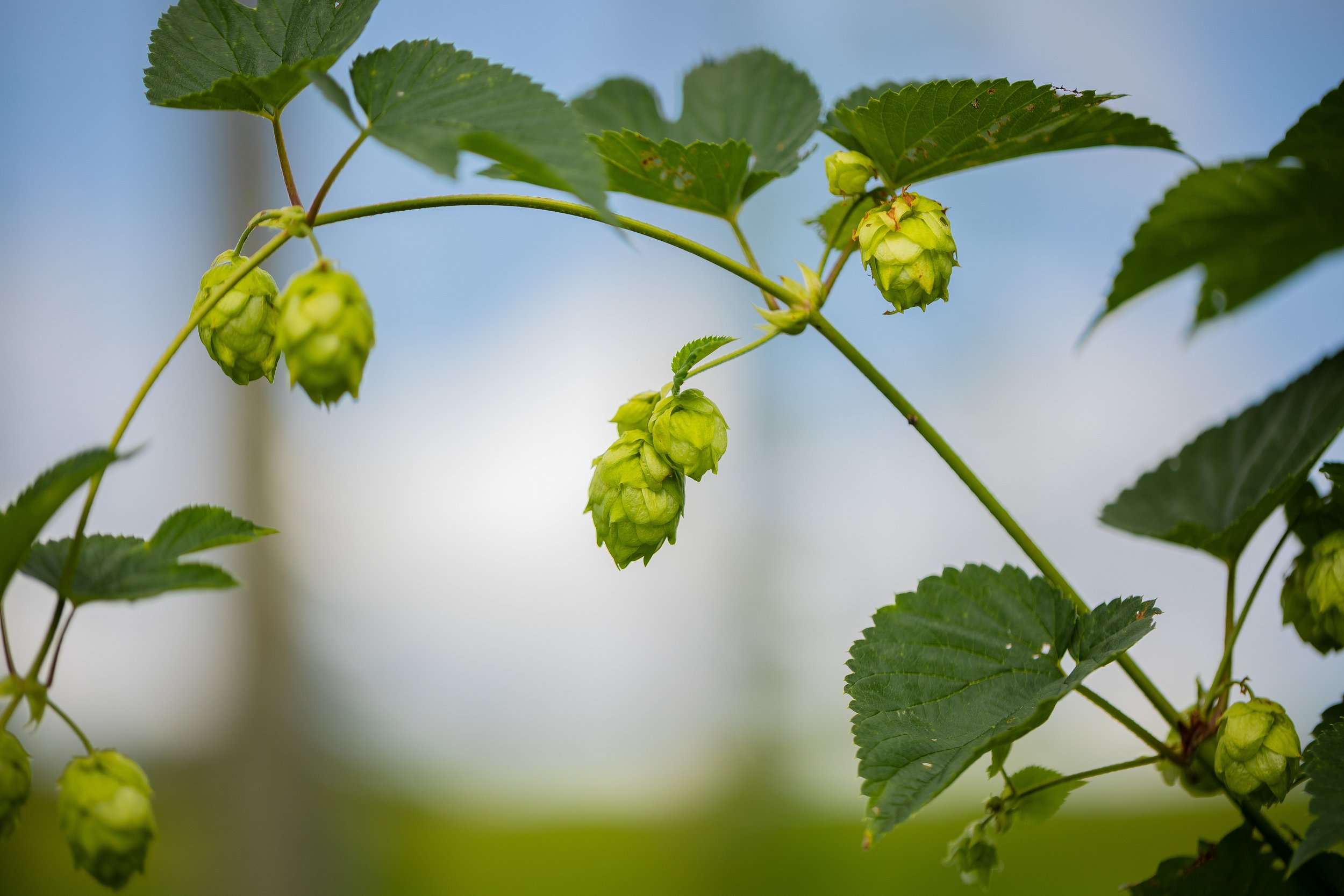CAES-HopsHarvest-Blairsville-062926-SeanMontgomery-60564.jpg