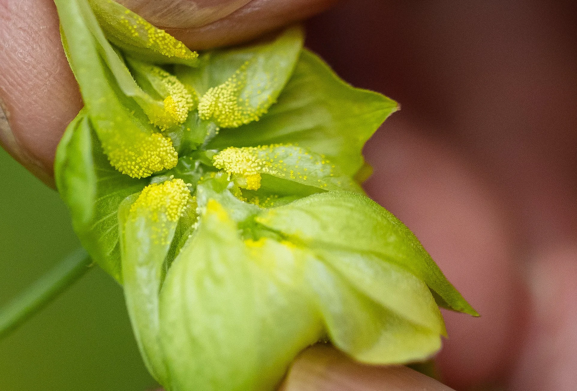 CAES-HopsHarvest-Blairsville-062926-SeanMontgomery-60226-2.jpg