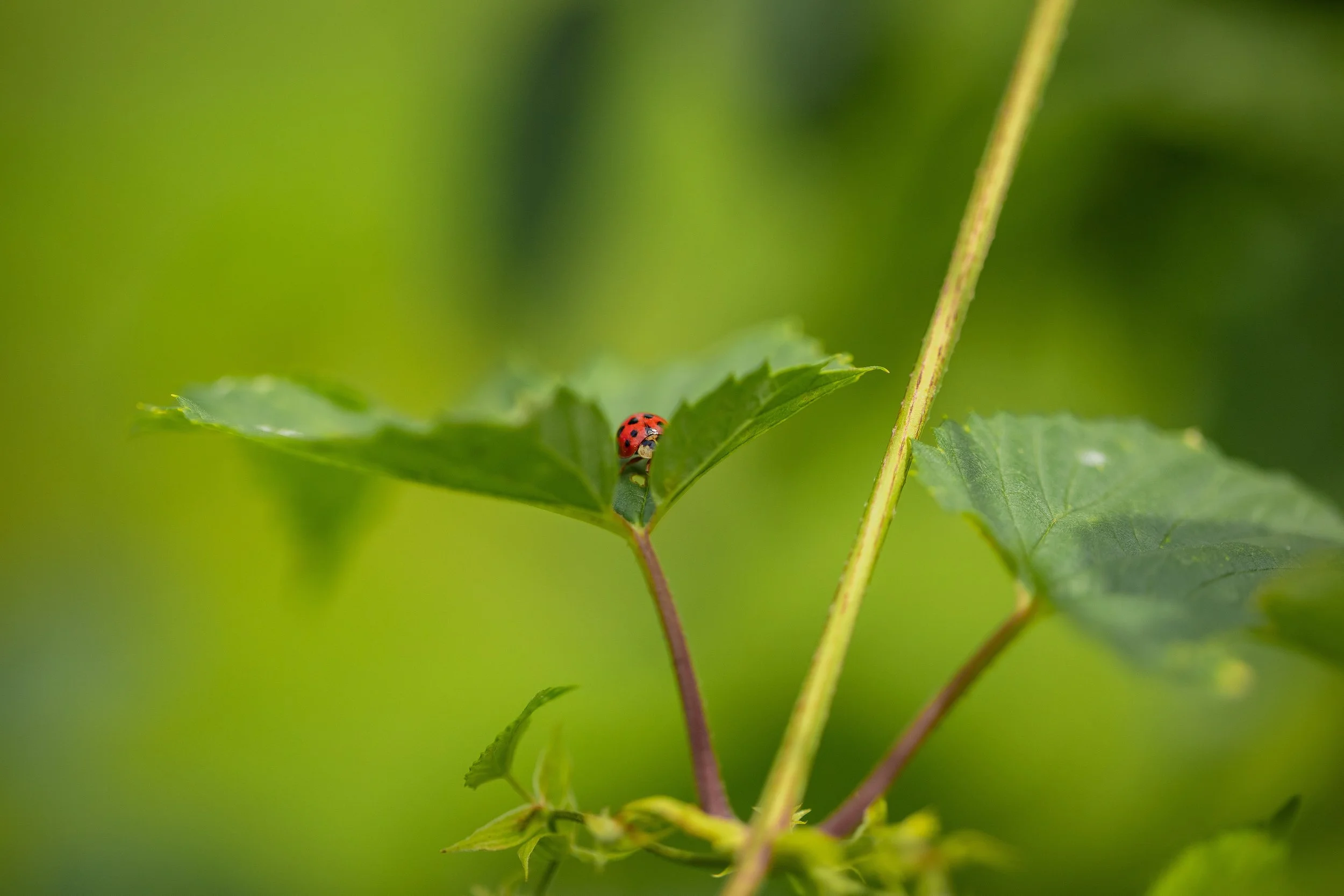 CAES-HopsHarvest-Blairsville-062926-SeanMontgomery-60622.jpg