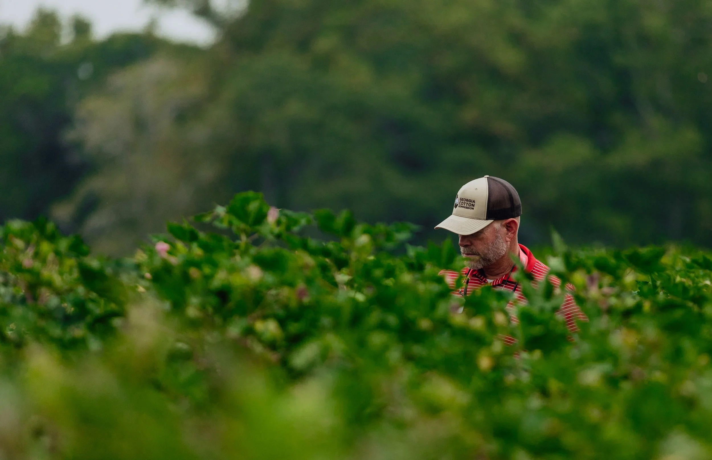 UGA-Cotton-Production-FieldDay-JPC-September-2024-Sean-Montgomery-57.jpg