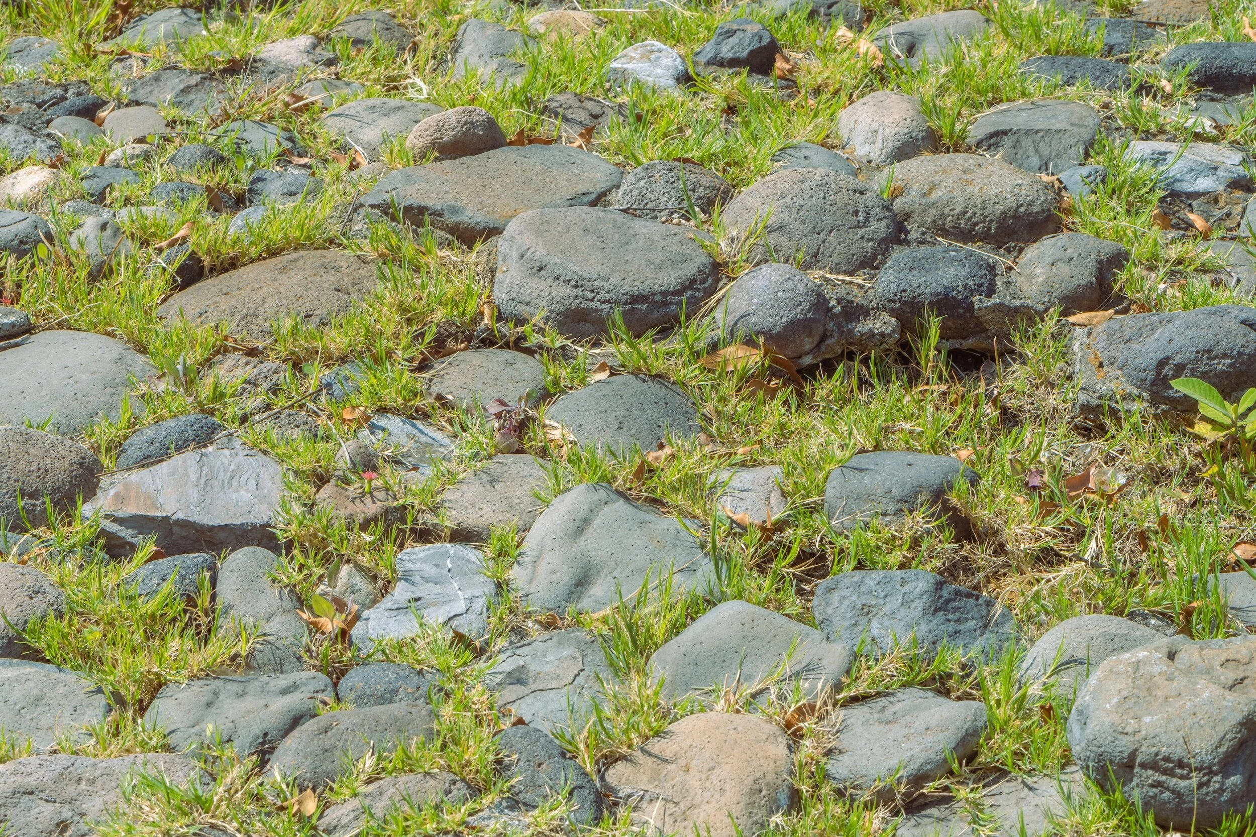 Youth Climate Conference