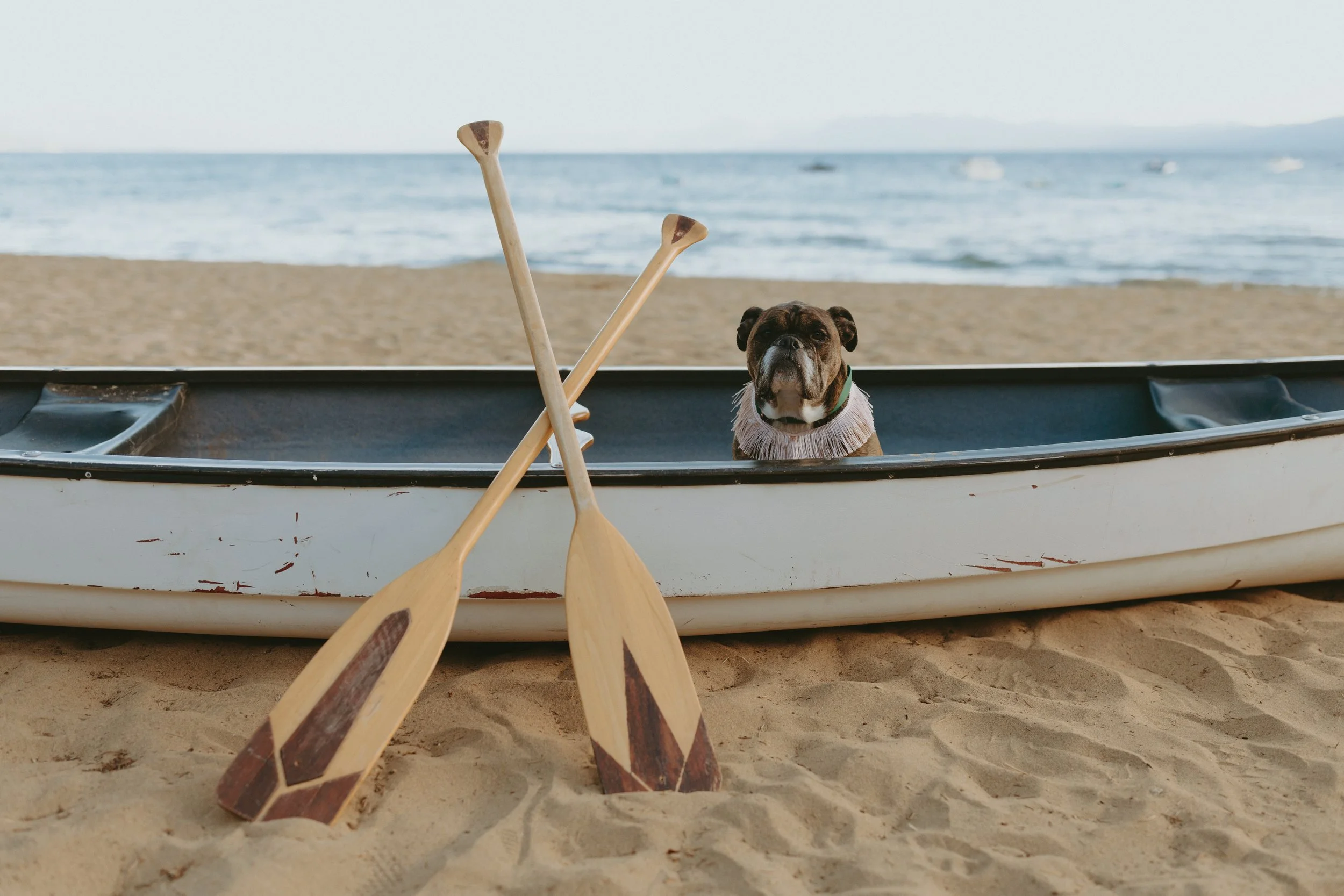 Dog of Honor chaperoned bull dog in canoe at Lake Tahoe