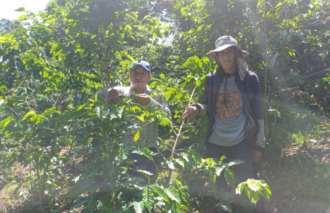 Two people standing among lush green coffee plants in a bright outdoor environment, possibly a coffee farm or plantation.