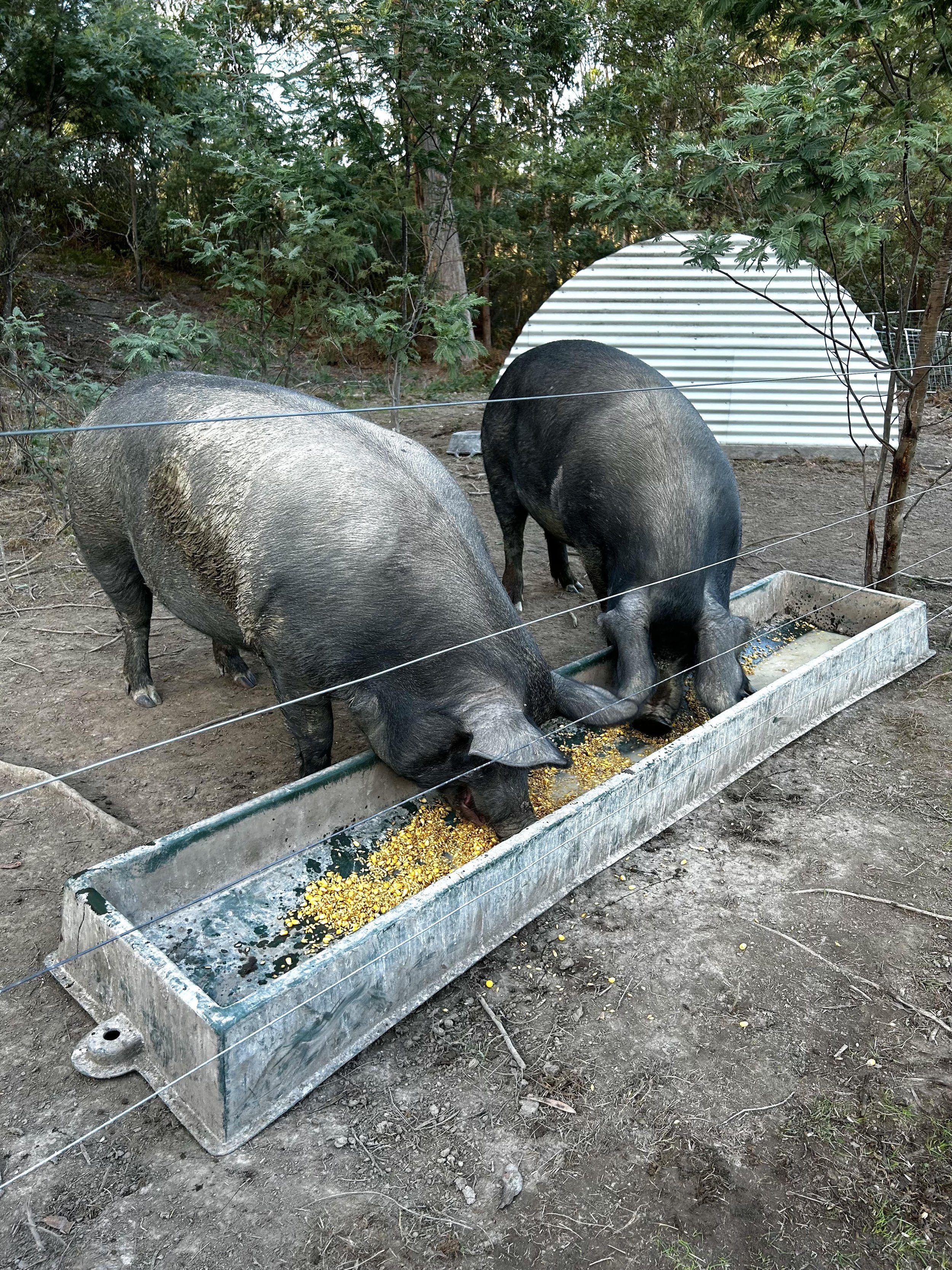 Piggys