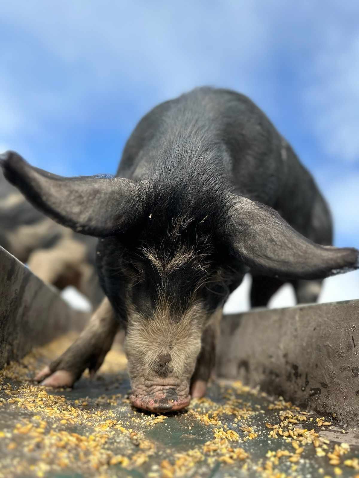 Piggy 3.jpg