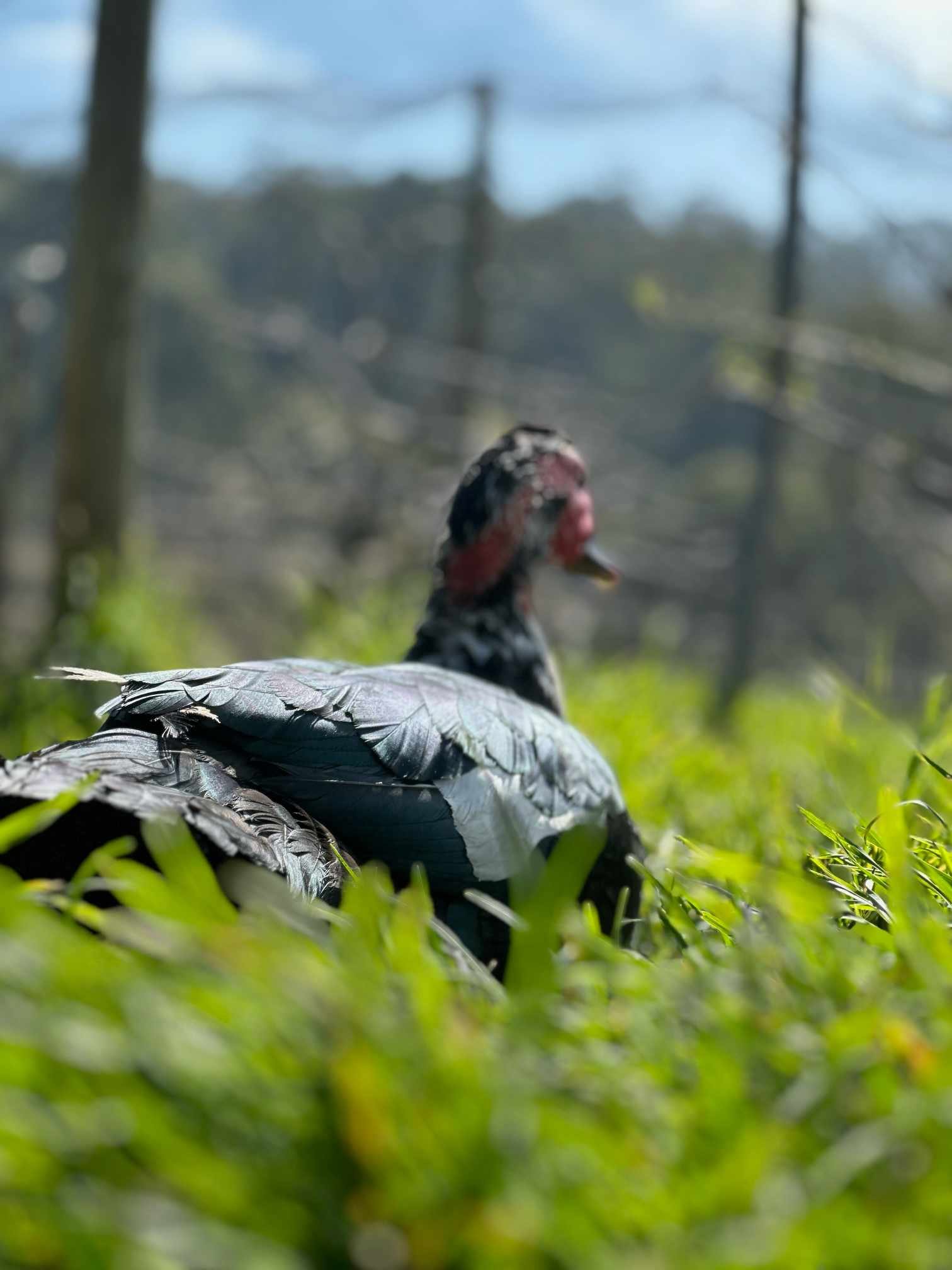 Ducks Foraging.jpg