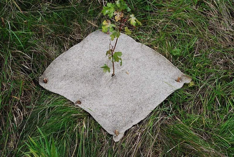 Photo looking down on a tree sapling with a square mulch mat