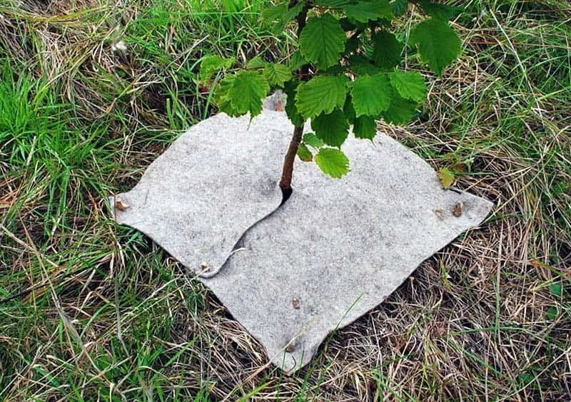 Photo looking down on a tree sapling with a square mulch mat