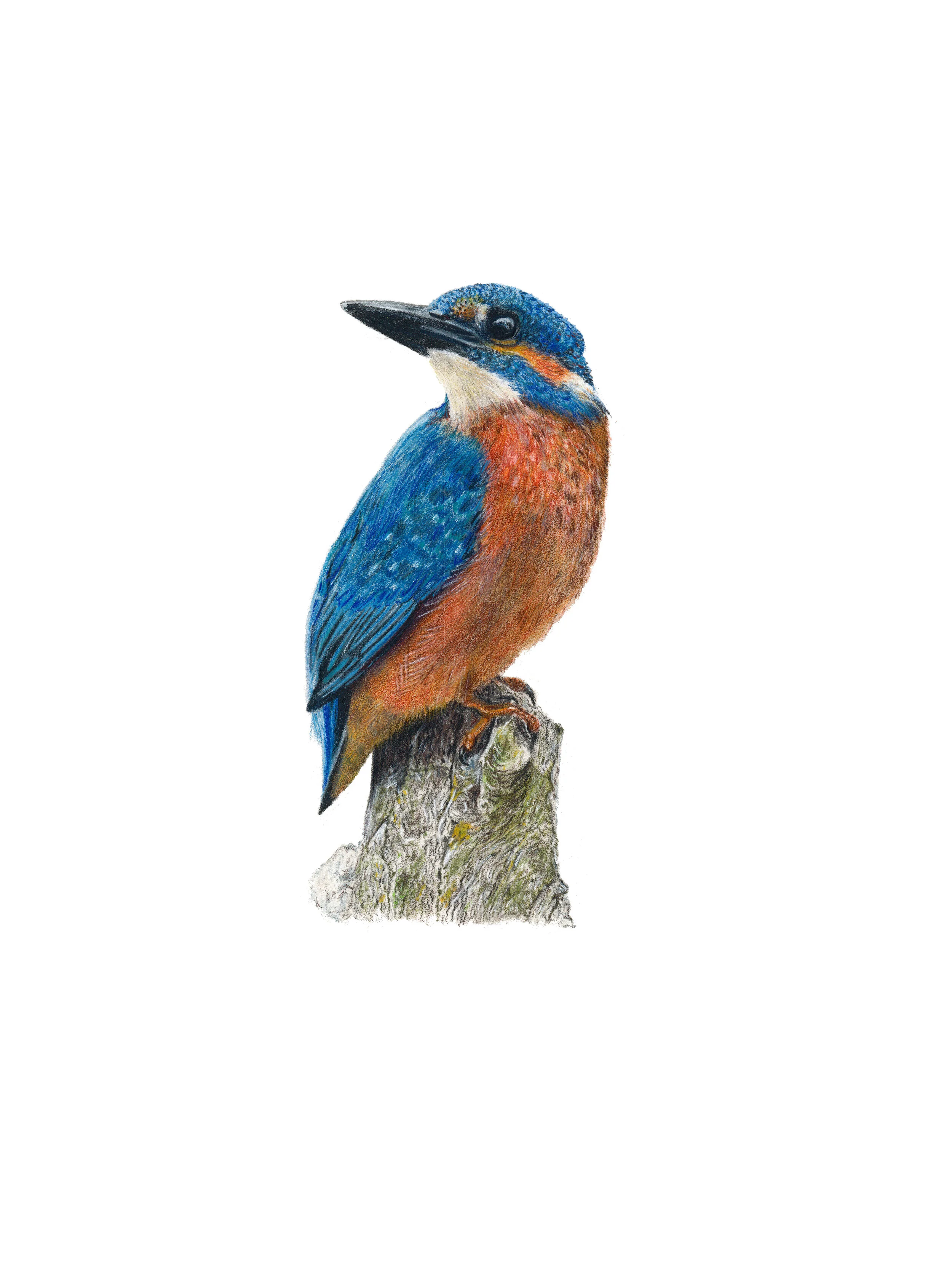 Kingfisher