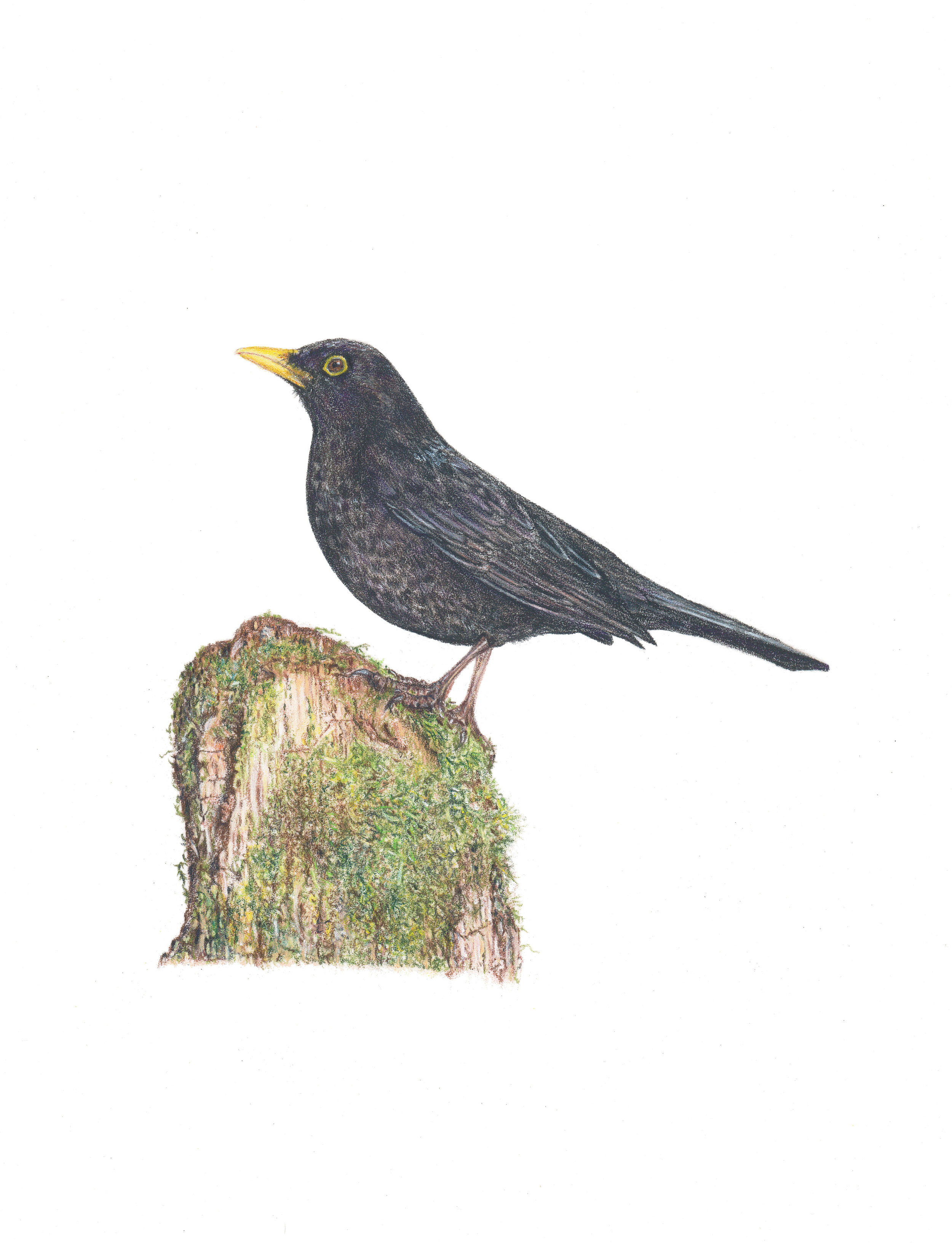 Blackbird