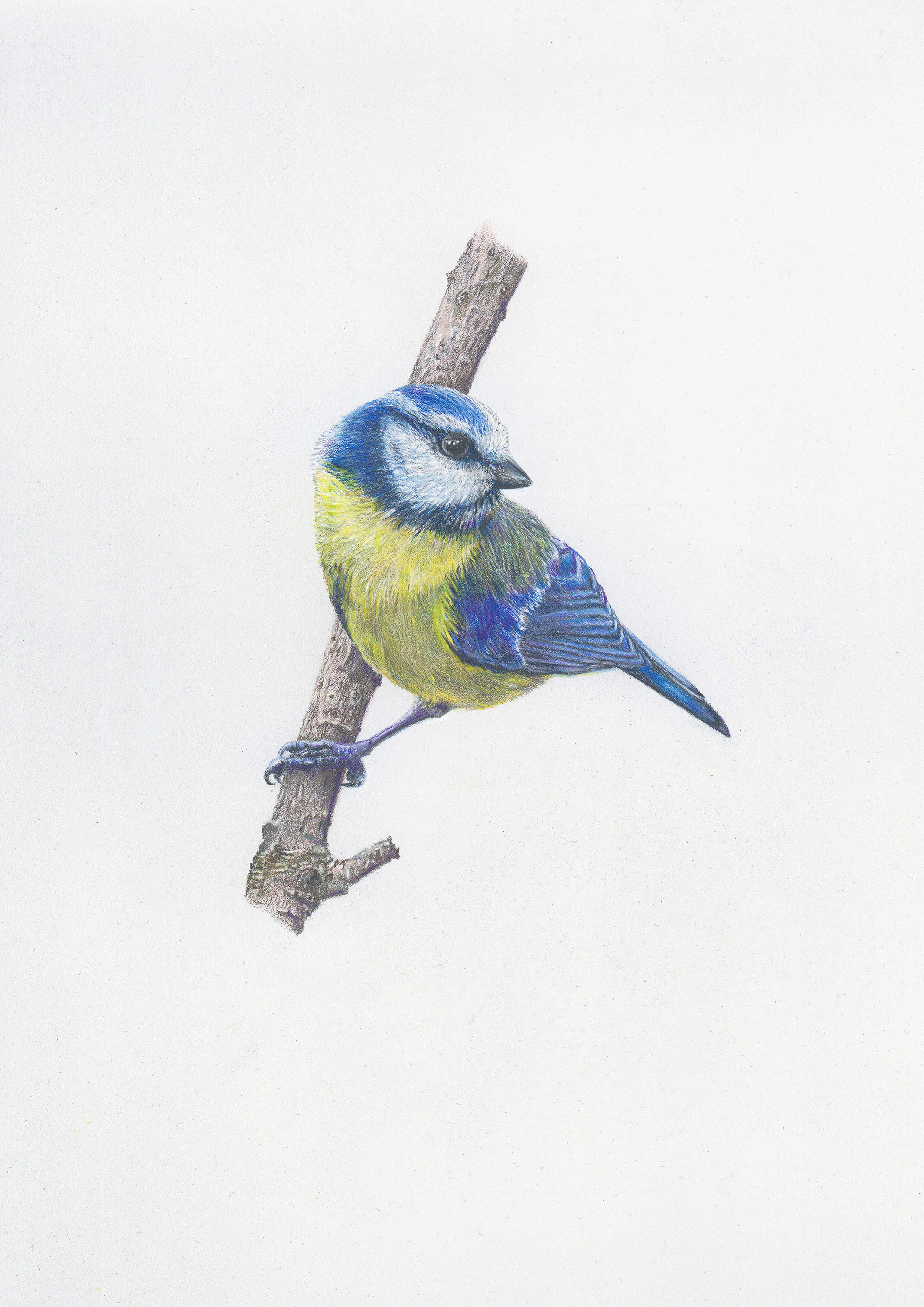 Blue Tit