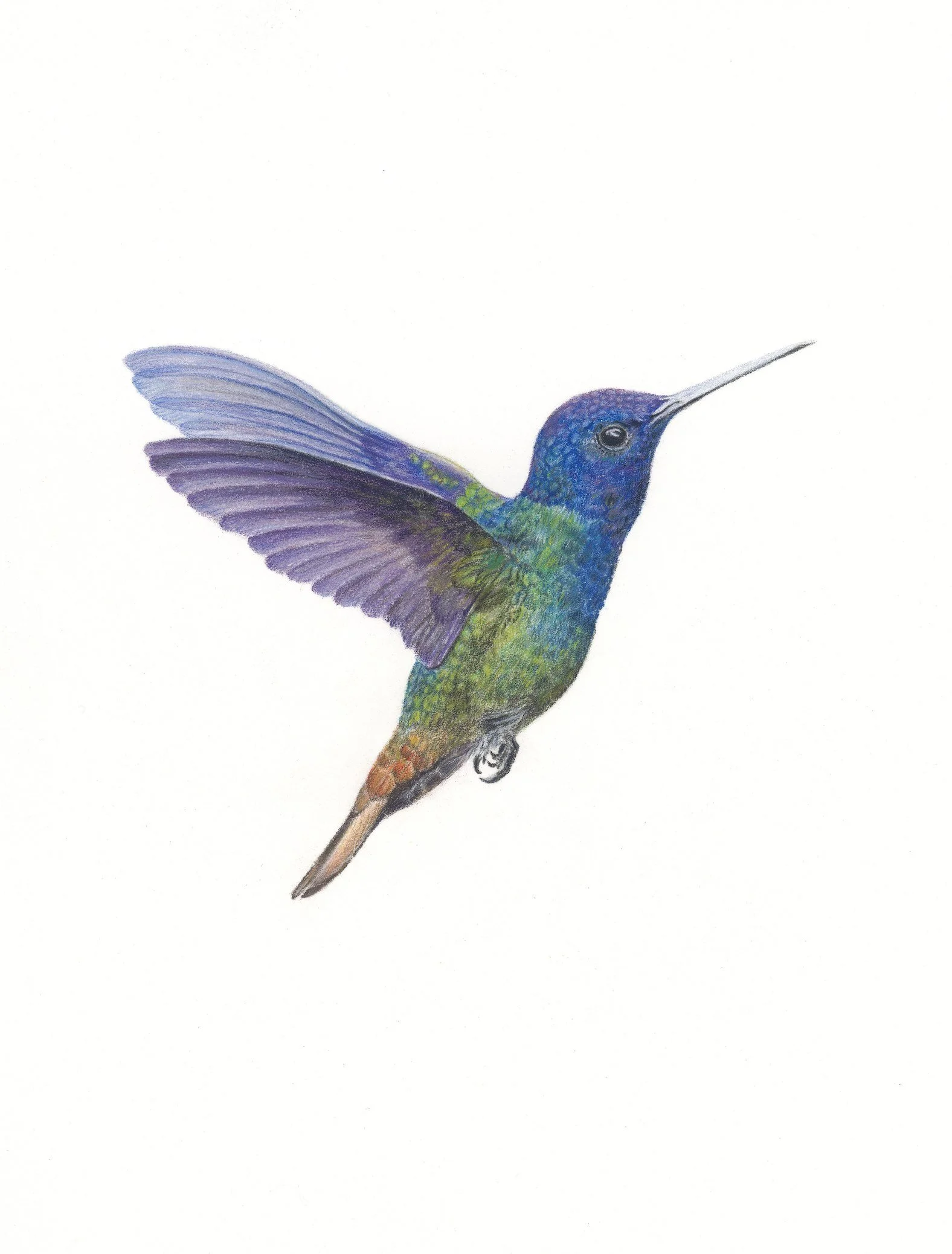 Golden Tailed Sapphire Hummingbird 