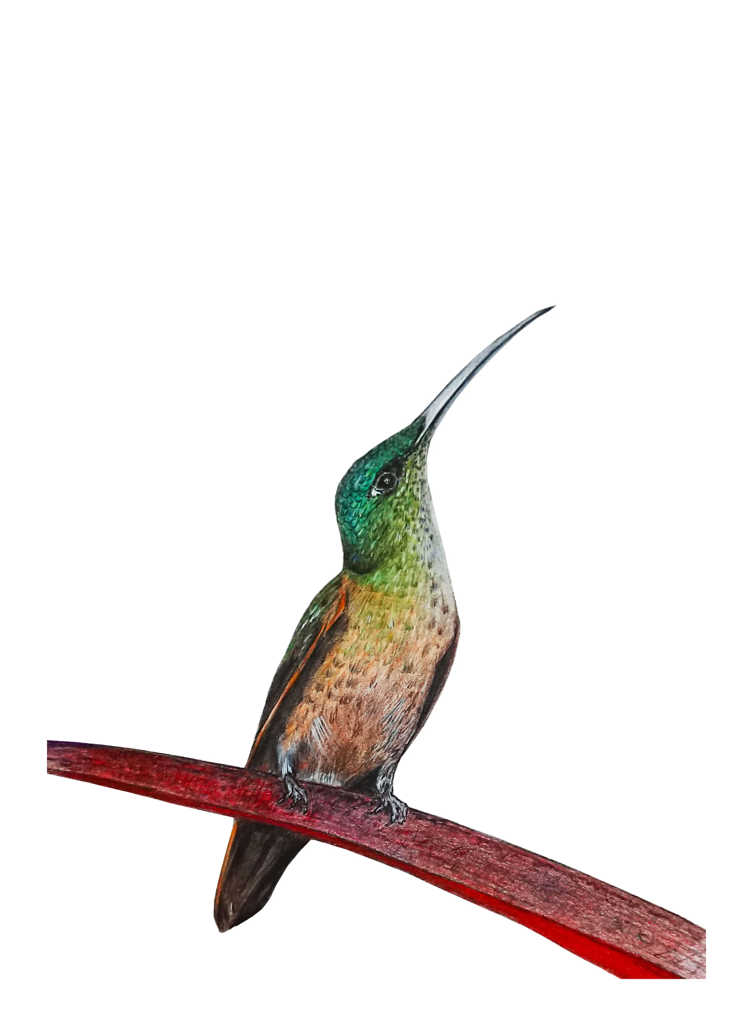 hummingbird 3 for www.jpg