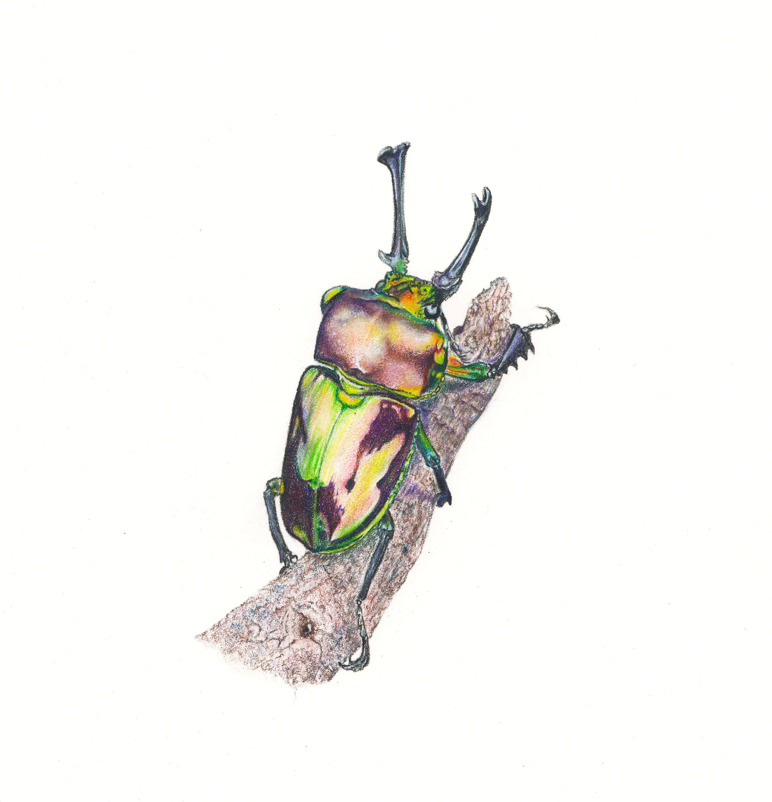 Stag Beetle
