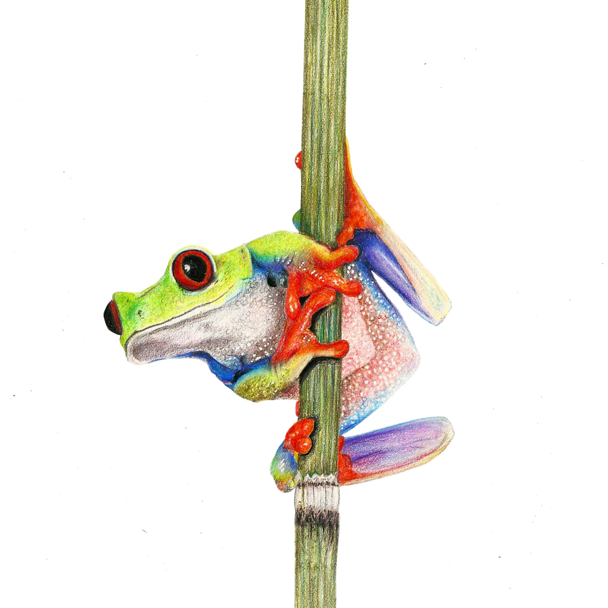 Tree Frog.jpg