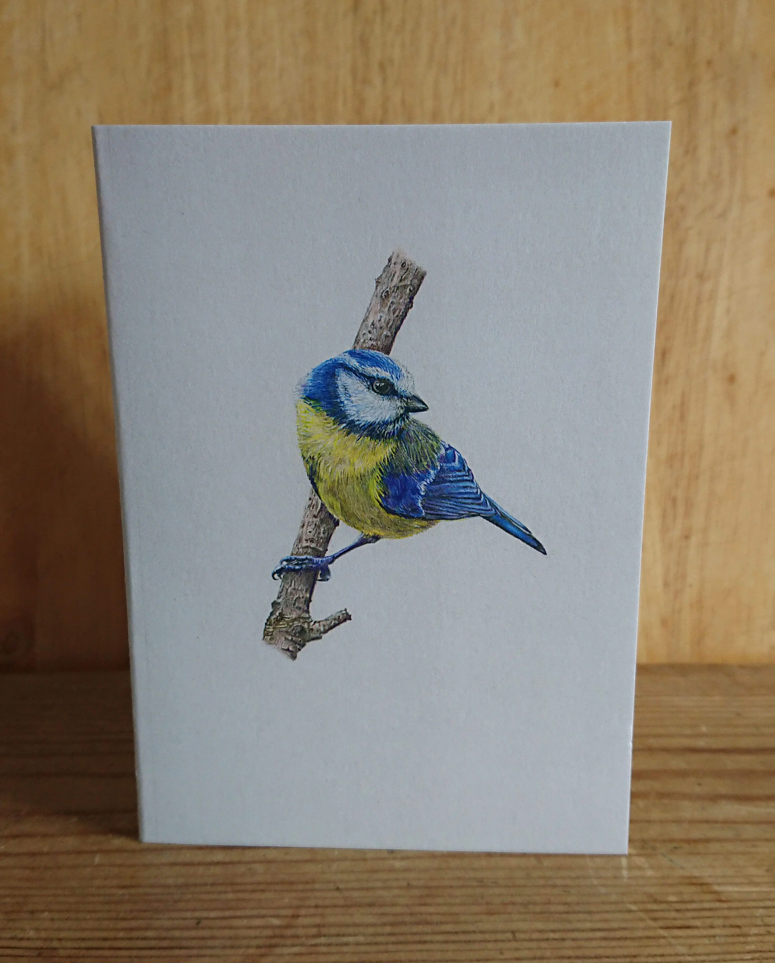 Blue Tit