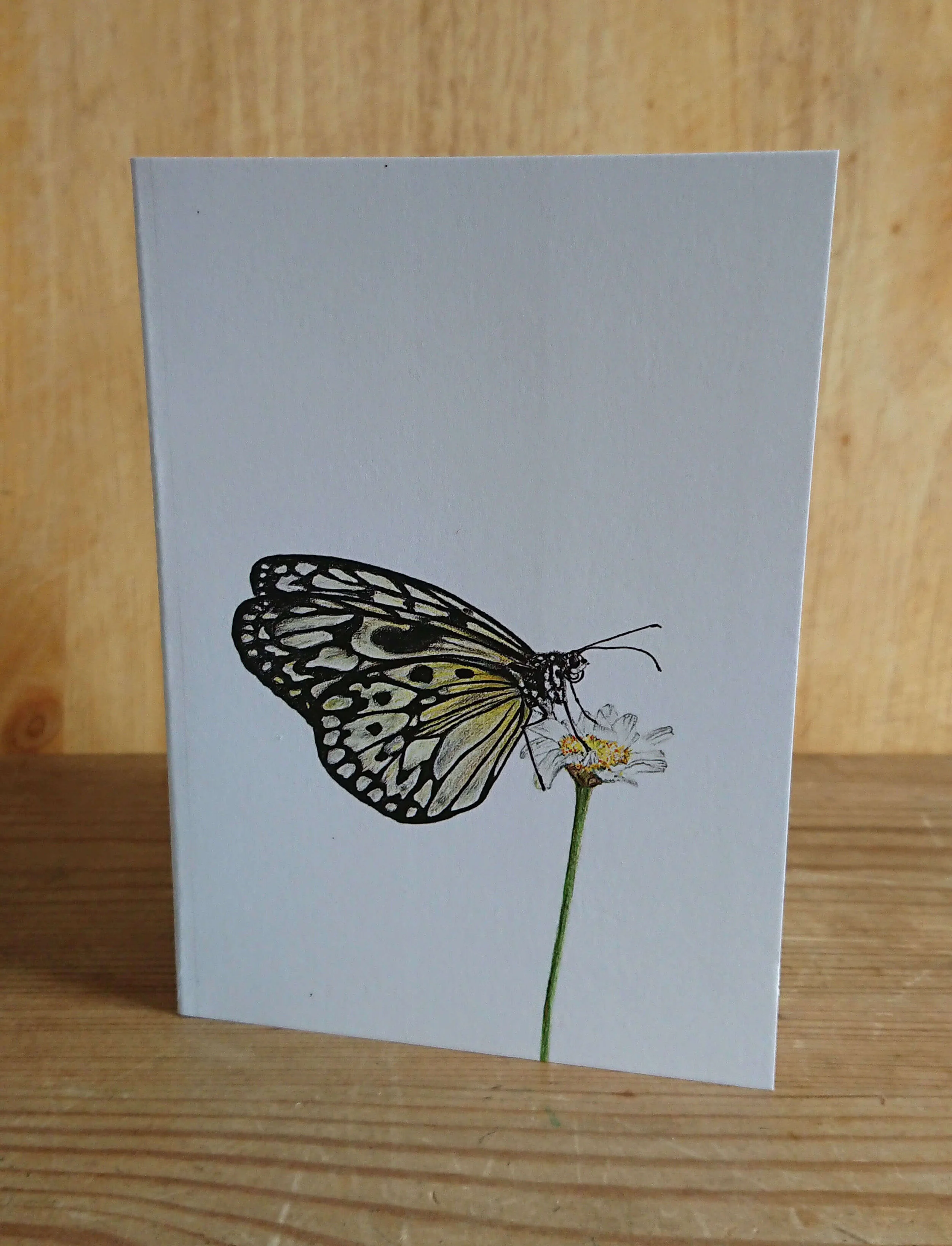 Tree Nymph  Butterfly