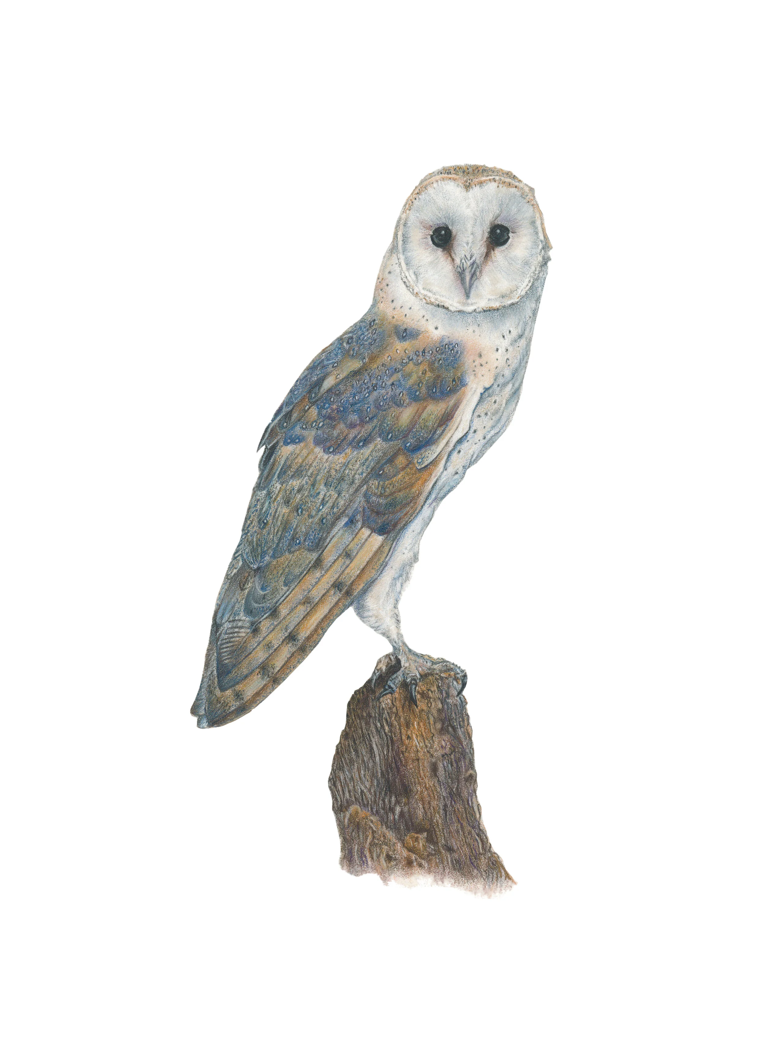 Barn owl for printing - background removed.jpg