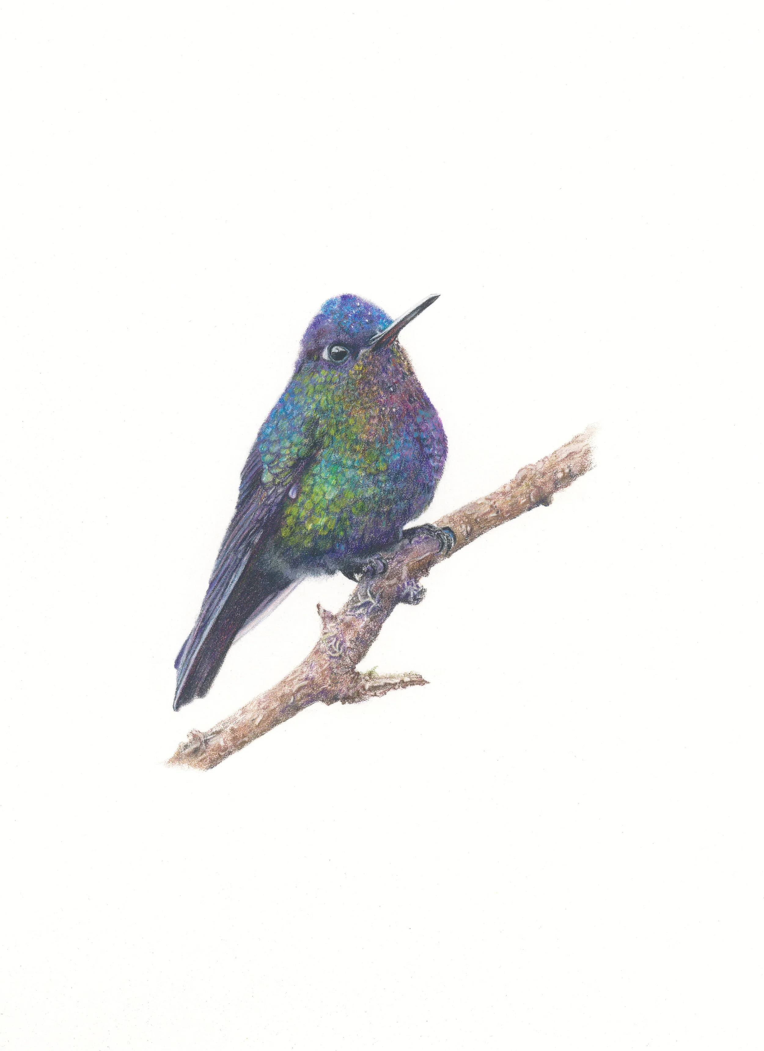 Fiery Throated Hummingbird