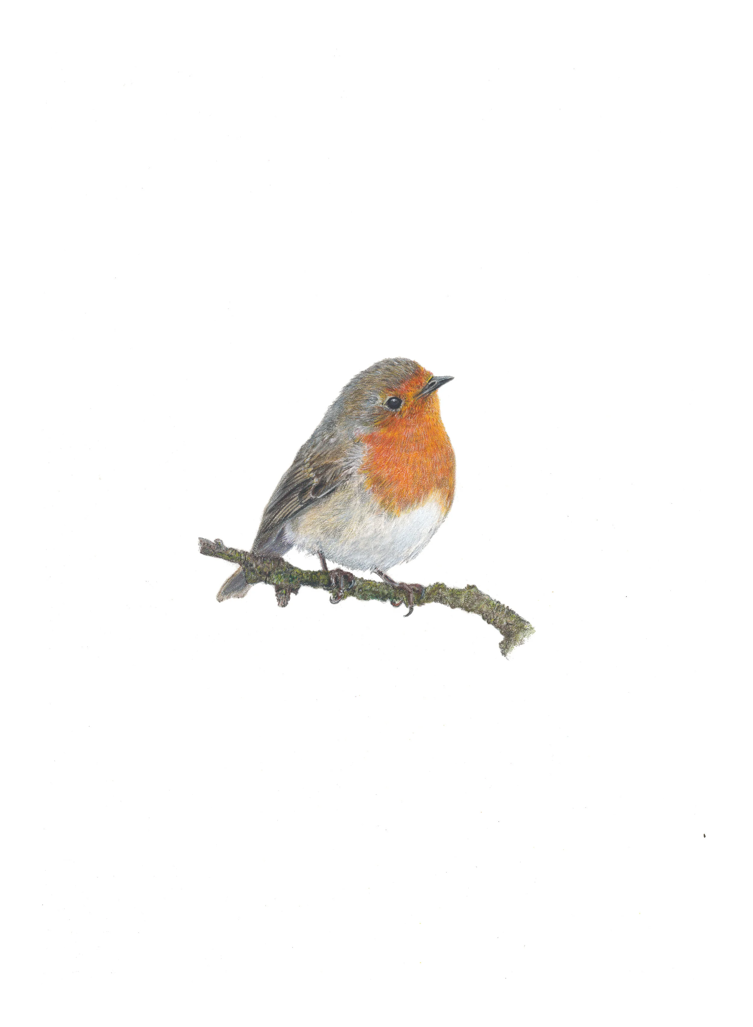 Robin