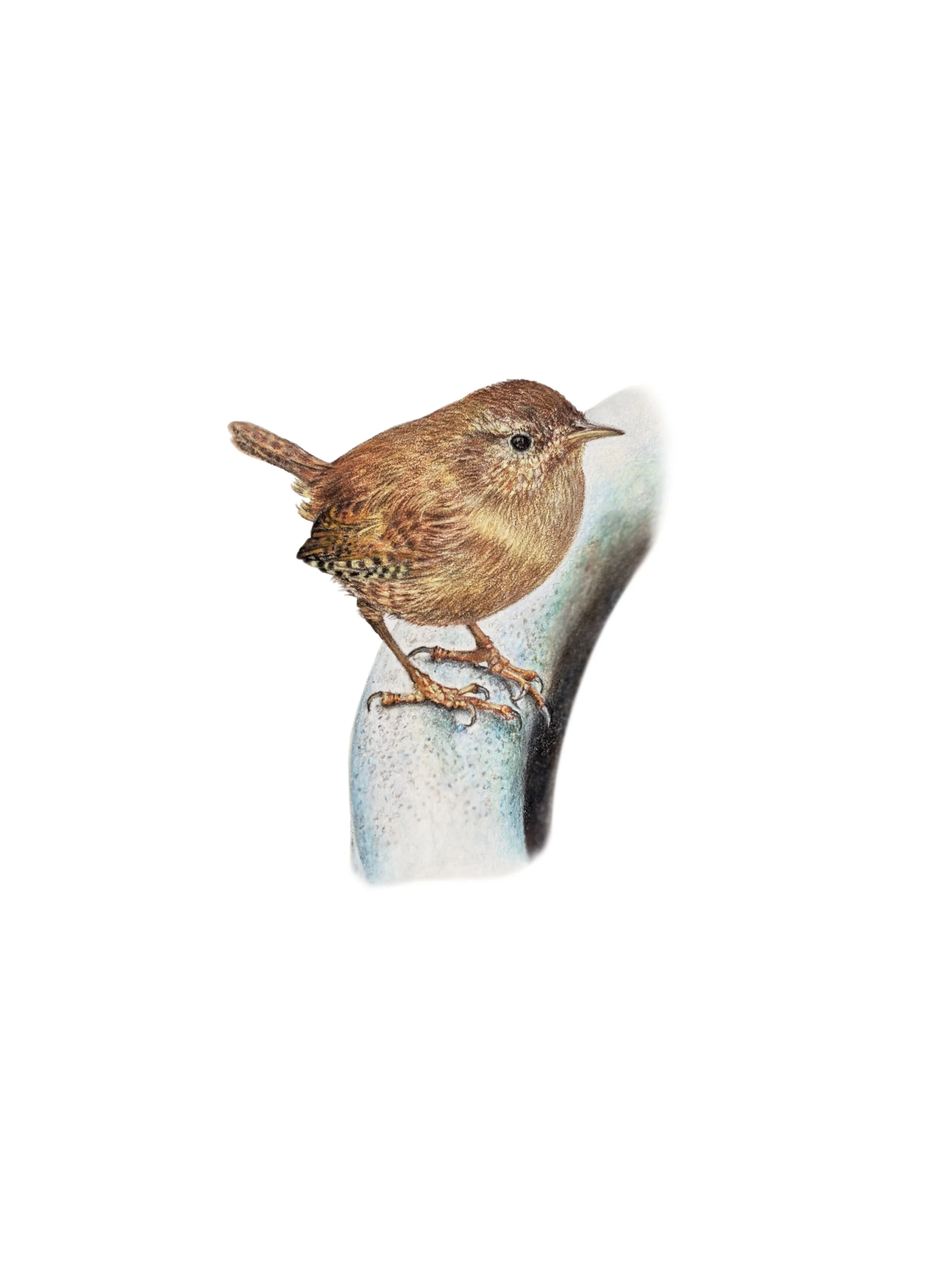 Little Wren