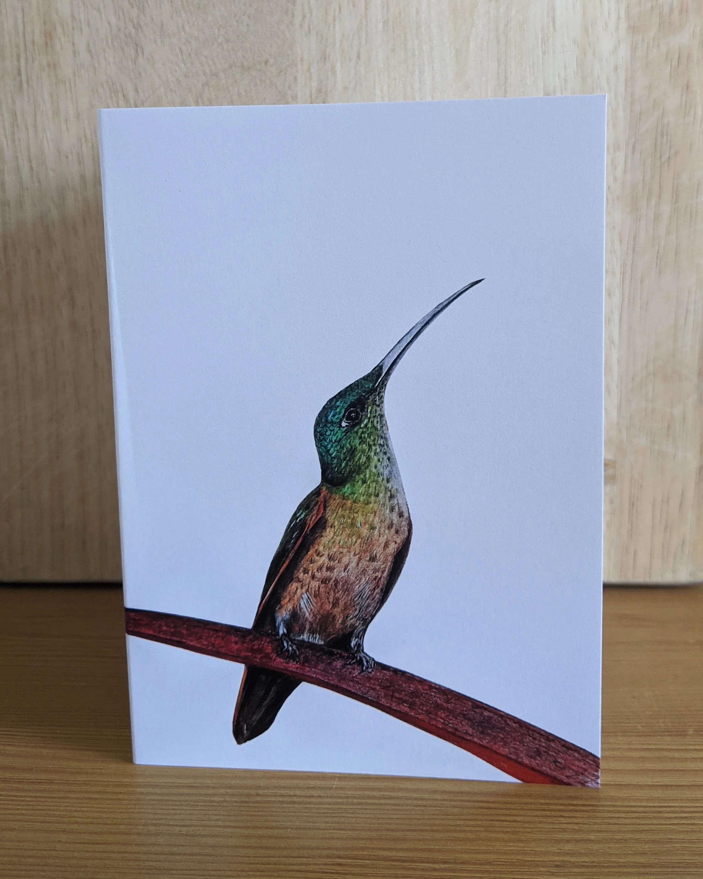 Hummingbird resting on a leaf