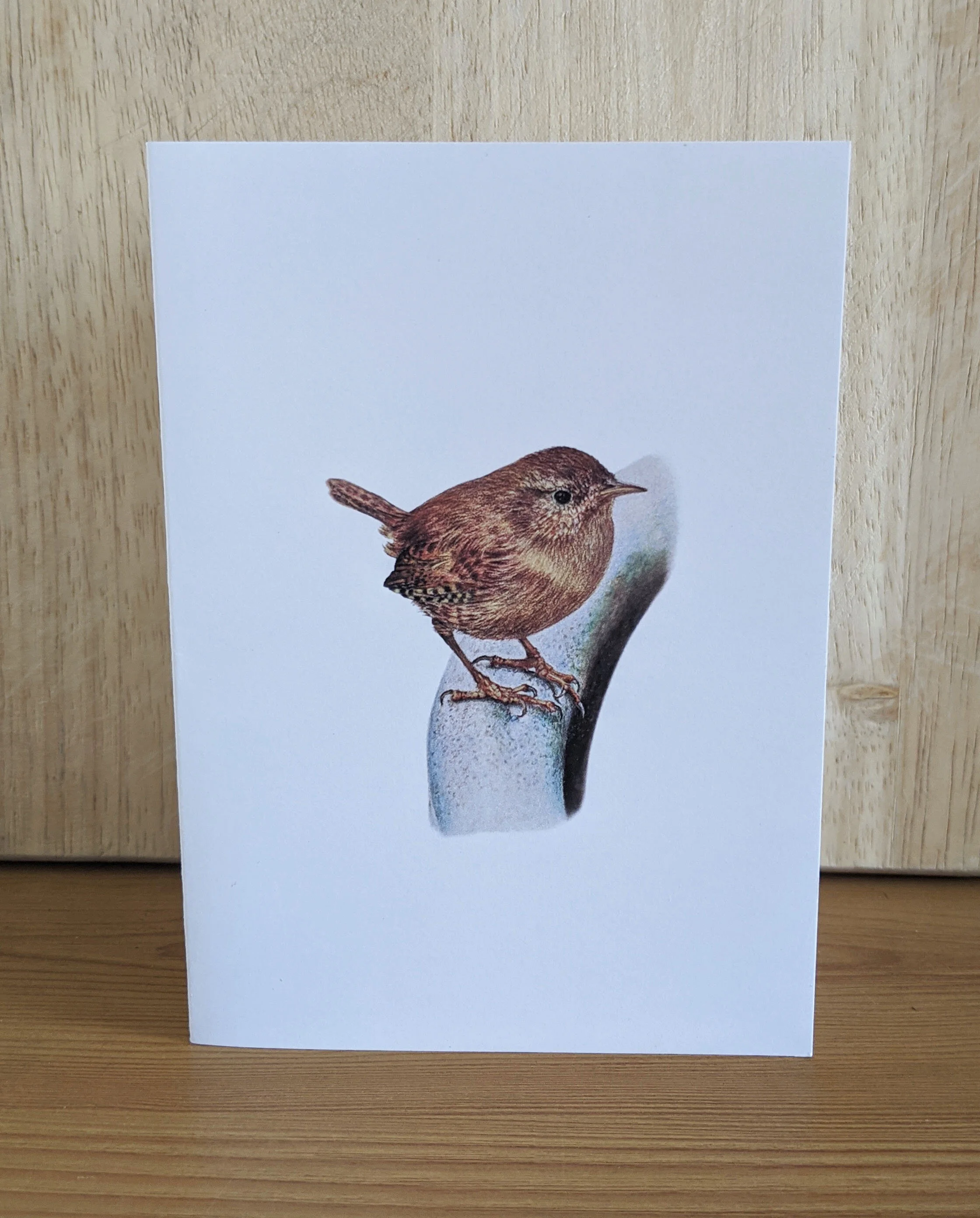 Little Wren
