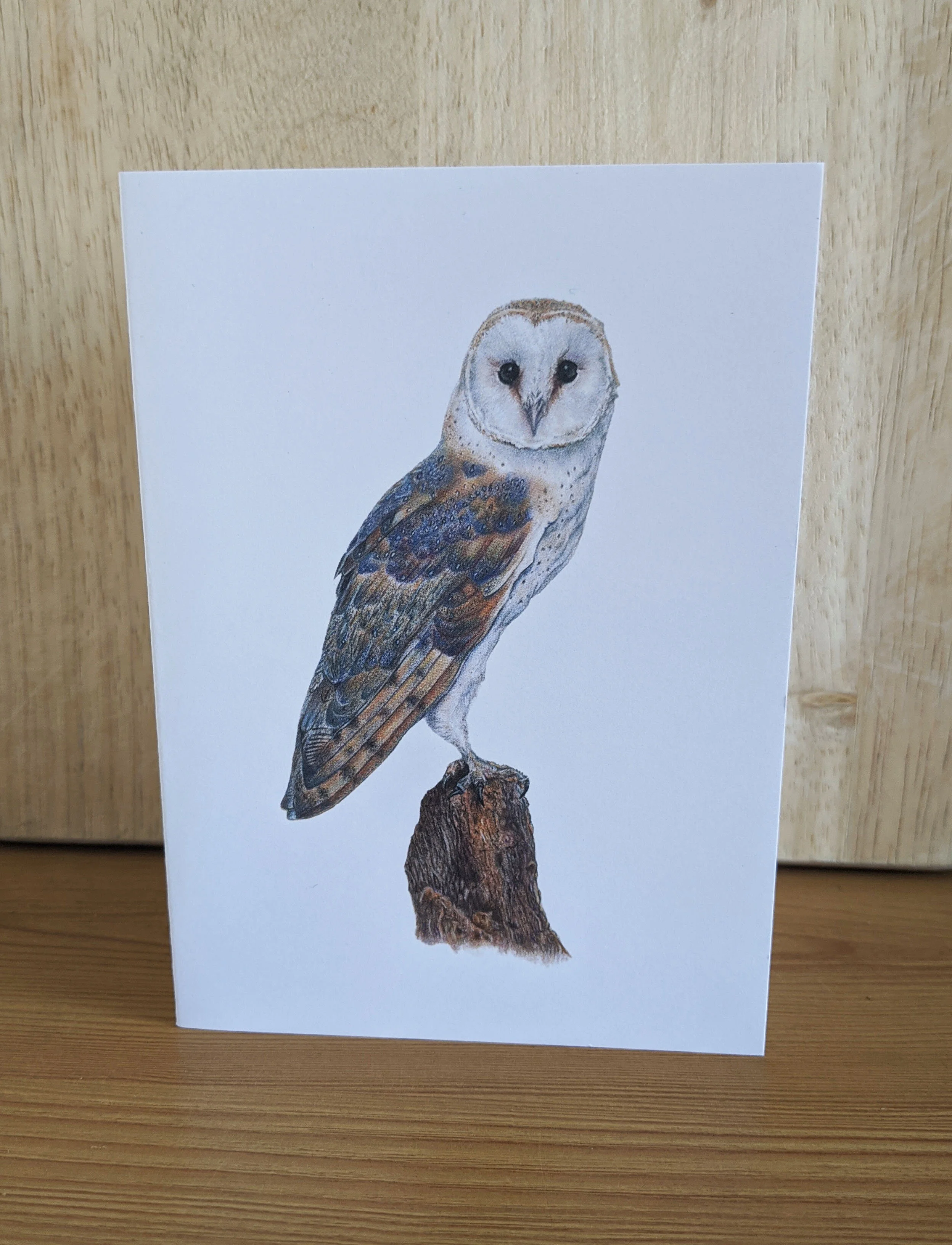 Barn Owl