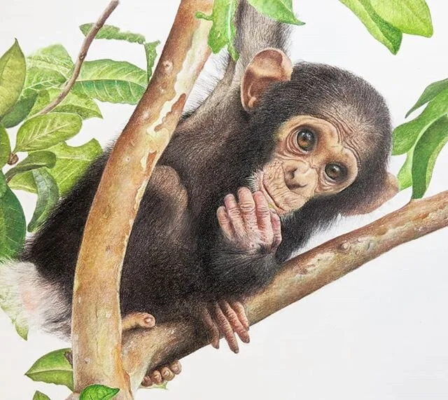 This lovely girl is finished. Prints will be available to buy on my website from tomorrow and I will be donating 50% of all sales to the fantastic Bulndi Chimpanzee &amp; Community Project.  As yet unnamed, this little 10 month old infant is the daug
