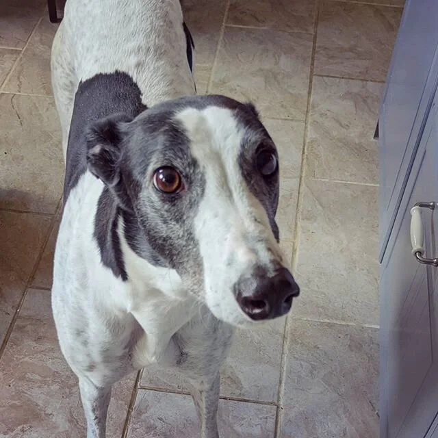Oreo love. #greyhoundsofinstagram
#chocolatebiscuit #rescuegreyhound #celiacrossgreyhoundtrust #hungrydog
