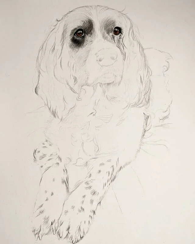 Back in the swing of things with an absolutely gorgeous Springer called Oscar on my drawing board. Love his spotty paws! #spanielsofinstagram #springerspaniel #spanielportrait #dogportrait #workingdog #pastelmatpaper #polychromospencils