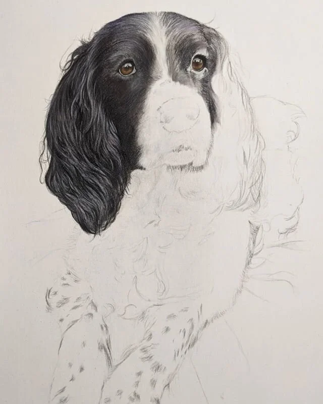 I've just had to give in and concentrate on the homeschooling/ Minecraft avoidance for a few weeks... Sometimes it's better just to do one thing well!! But back to it today with some work on handsome Oscar. #spanielportrait #springerspaniel #dogportr