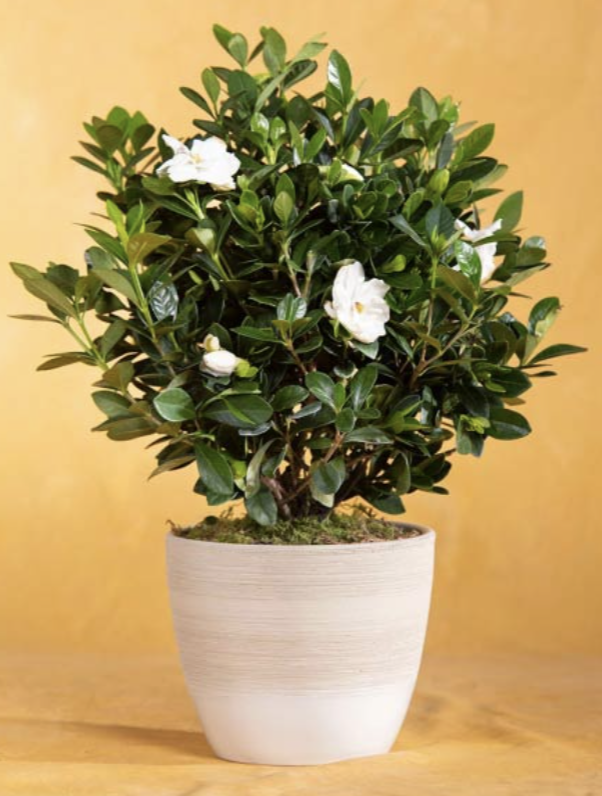 Seed of Life Potted Gardenia