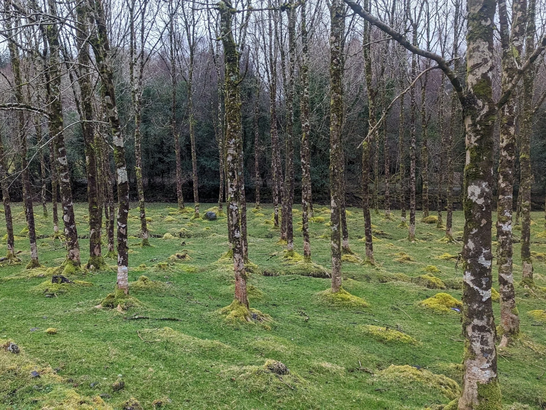 What A Real Native Woodland Scheme Might Look Like Hometree What A Real Native Woodland Scheme Might Look Like Hometree