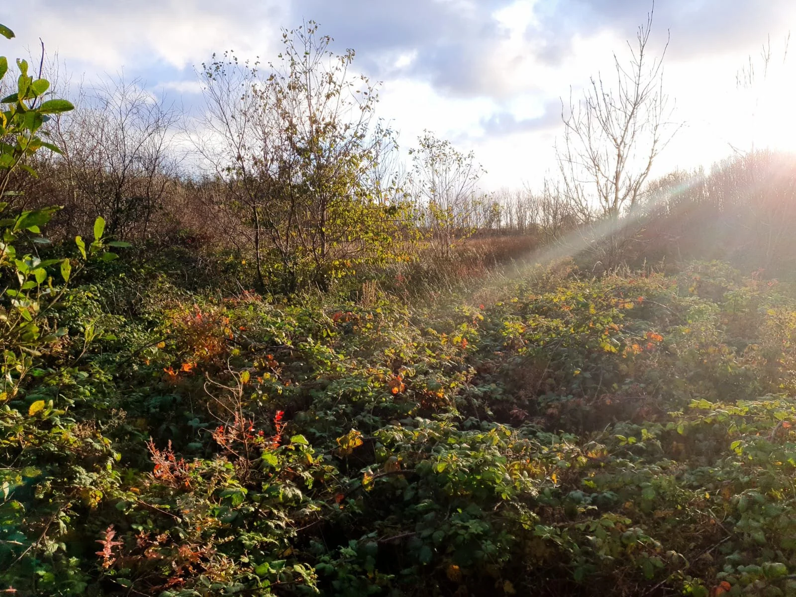 WhatsApp Image 2020-10-21 at 18.03.23.jpeg