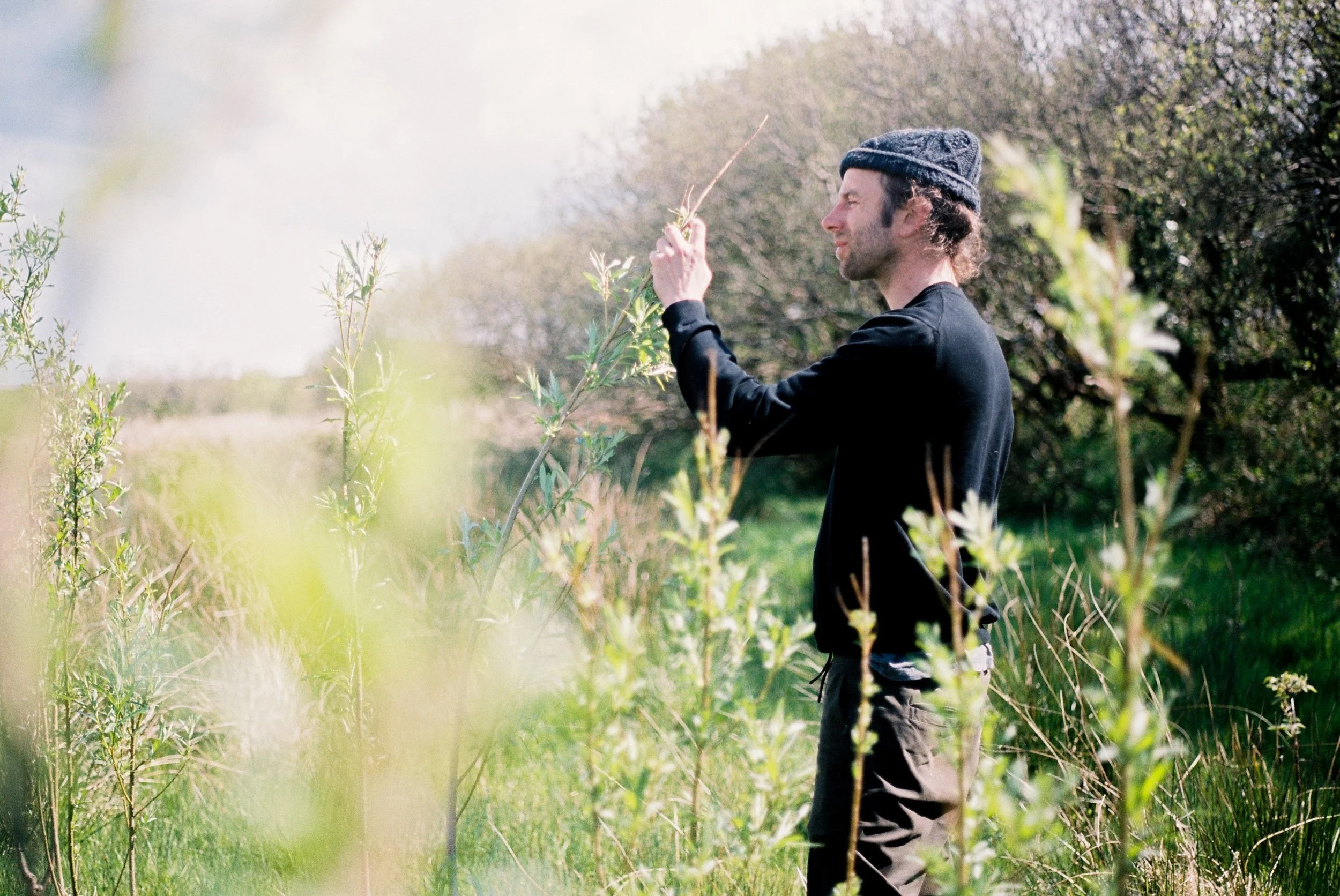 10,000 Free Native Tree Saplings for Co Clare Landowners