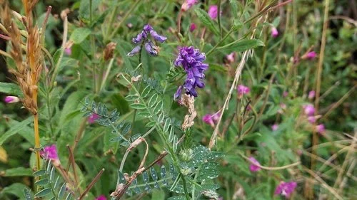 Heritage Hedgerows: Ancestry, Biodiversity, and Connectivity by Meadhbh Costigan