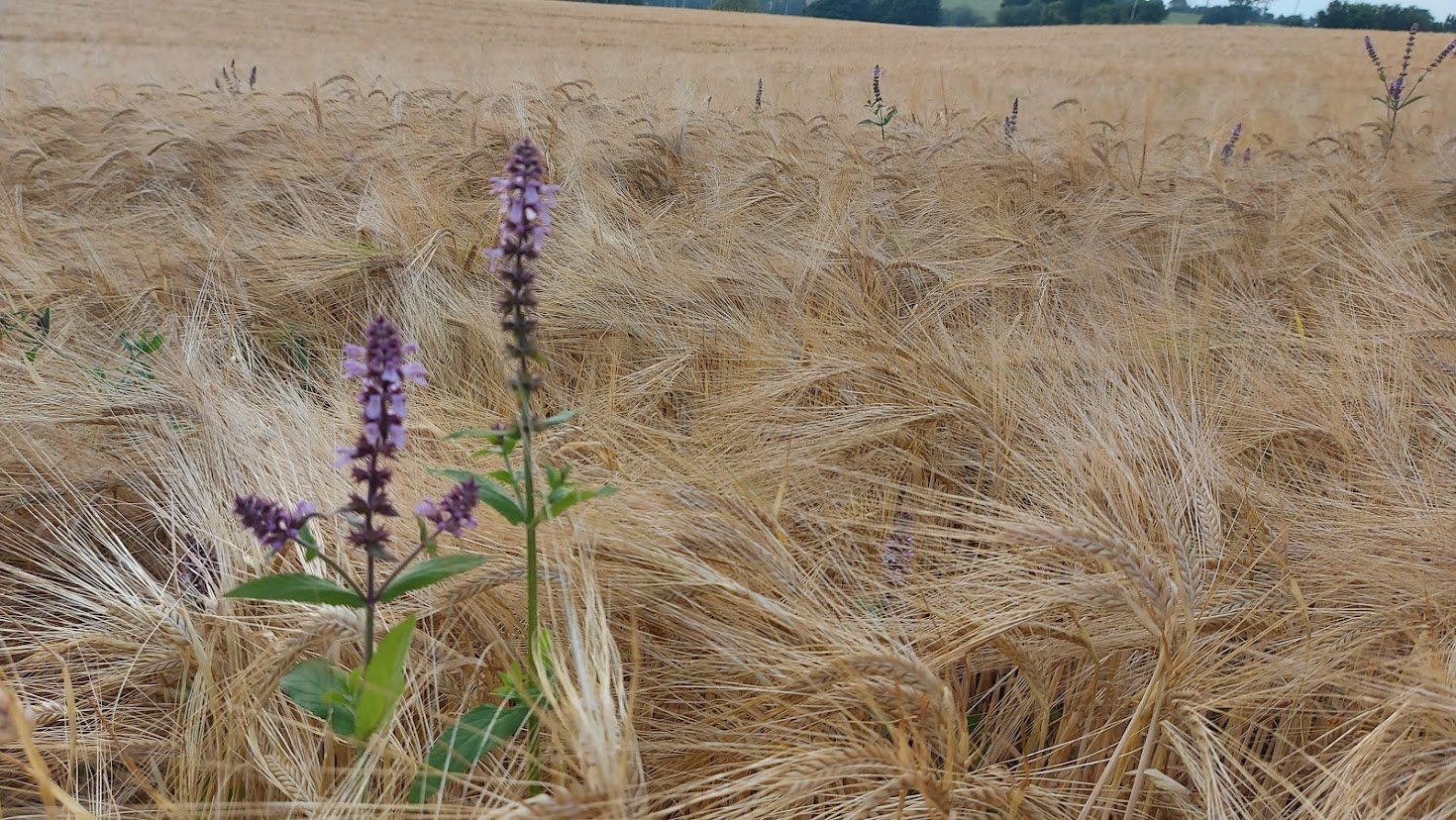 Illaun Farm-Forest EIP Community and Farm Talks