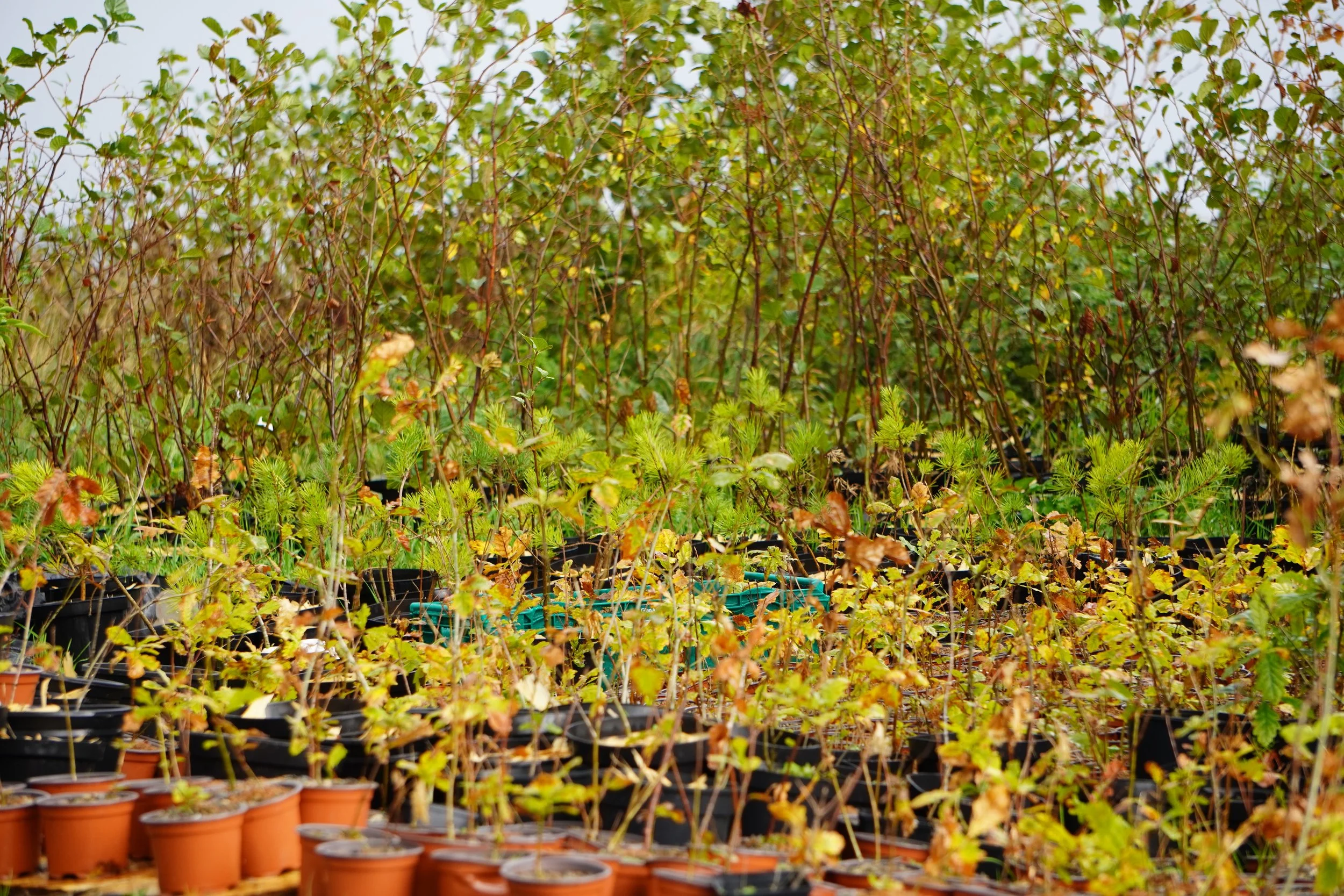 Tree Planting Season: What is it?