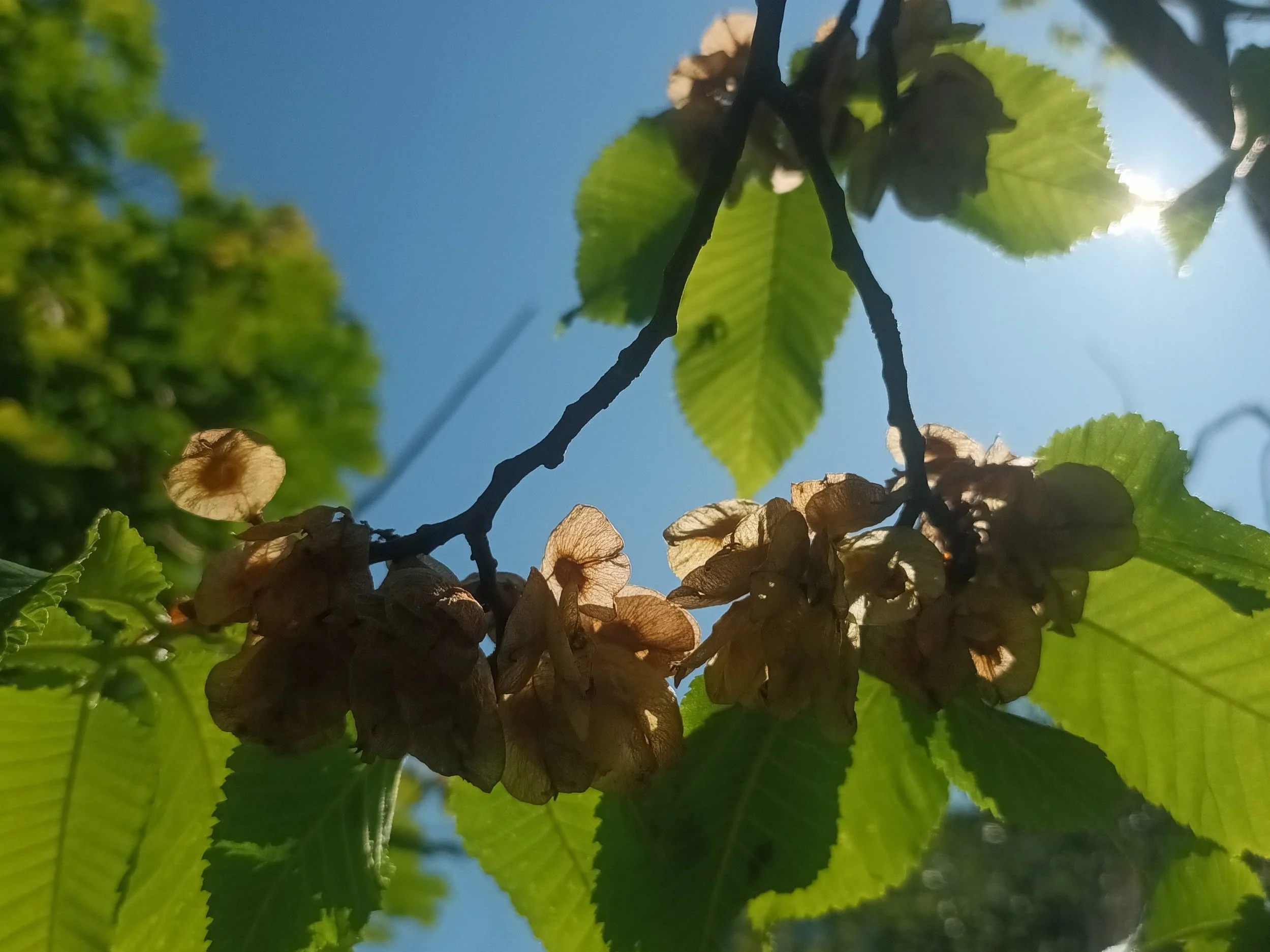 Out Collecting Seeds and Finding the Mother Tree