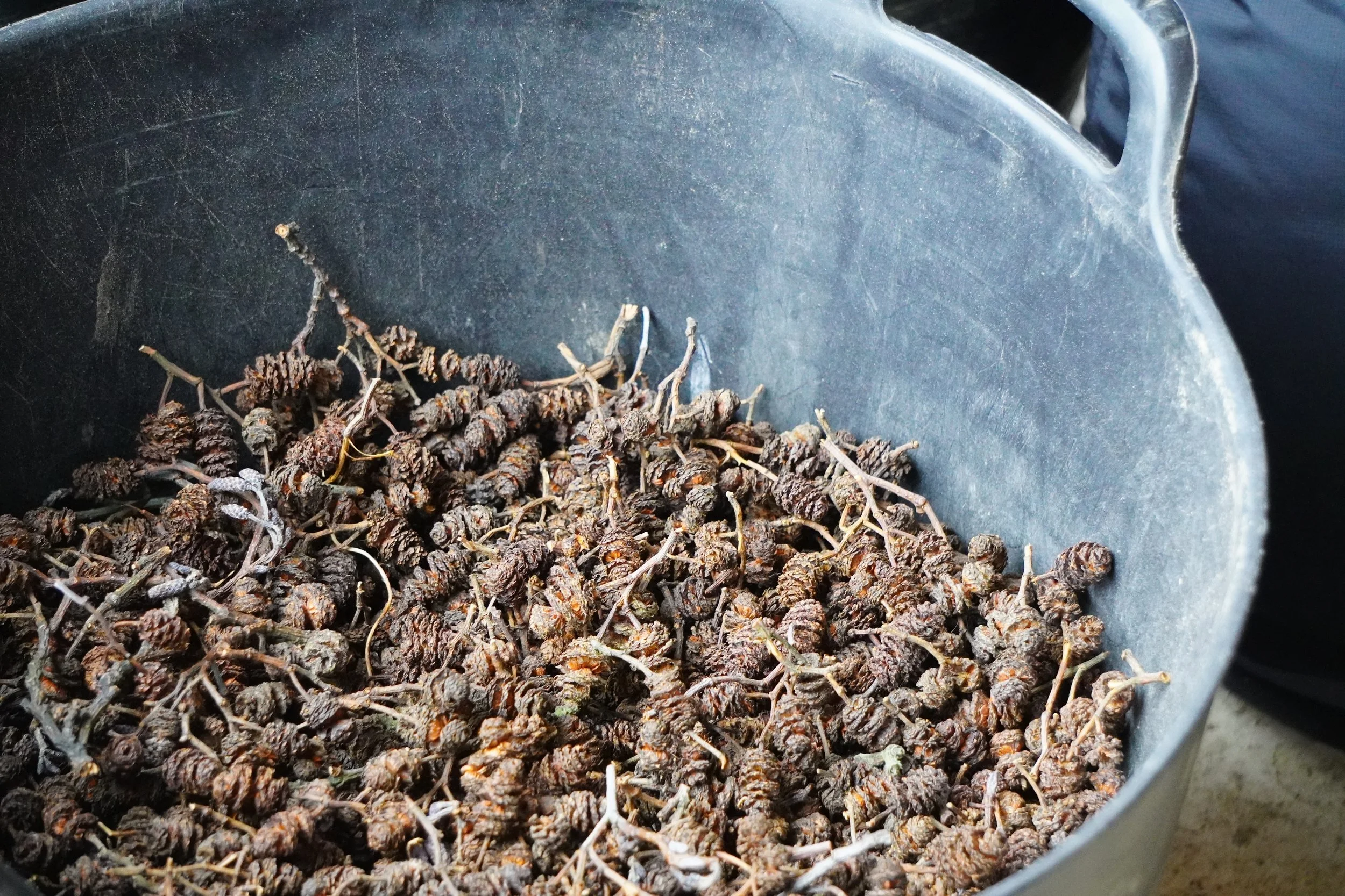 Wildwood Seed Project 2024: Preserving Irish Tree Provenance