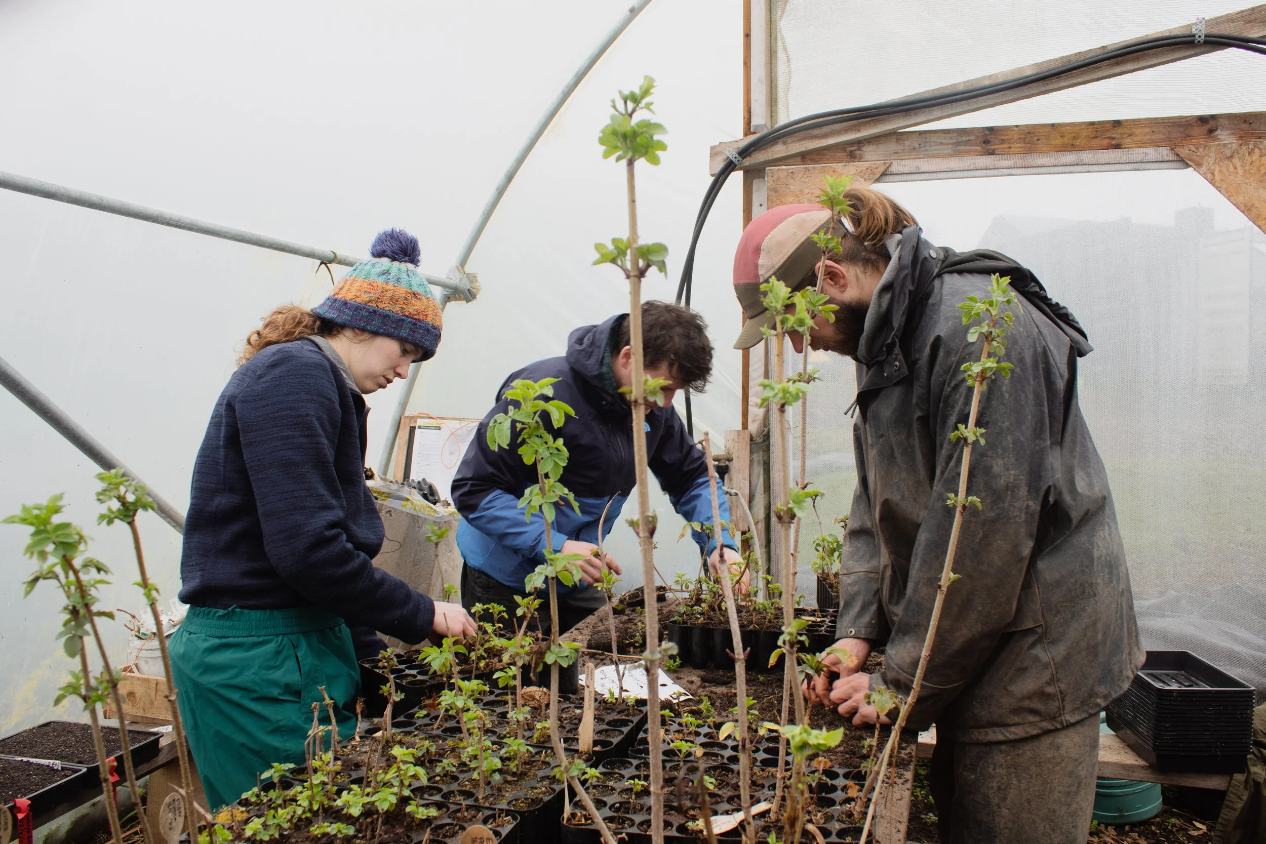 Woodland Creation Day